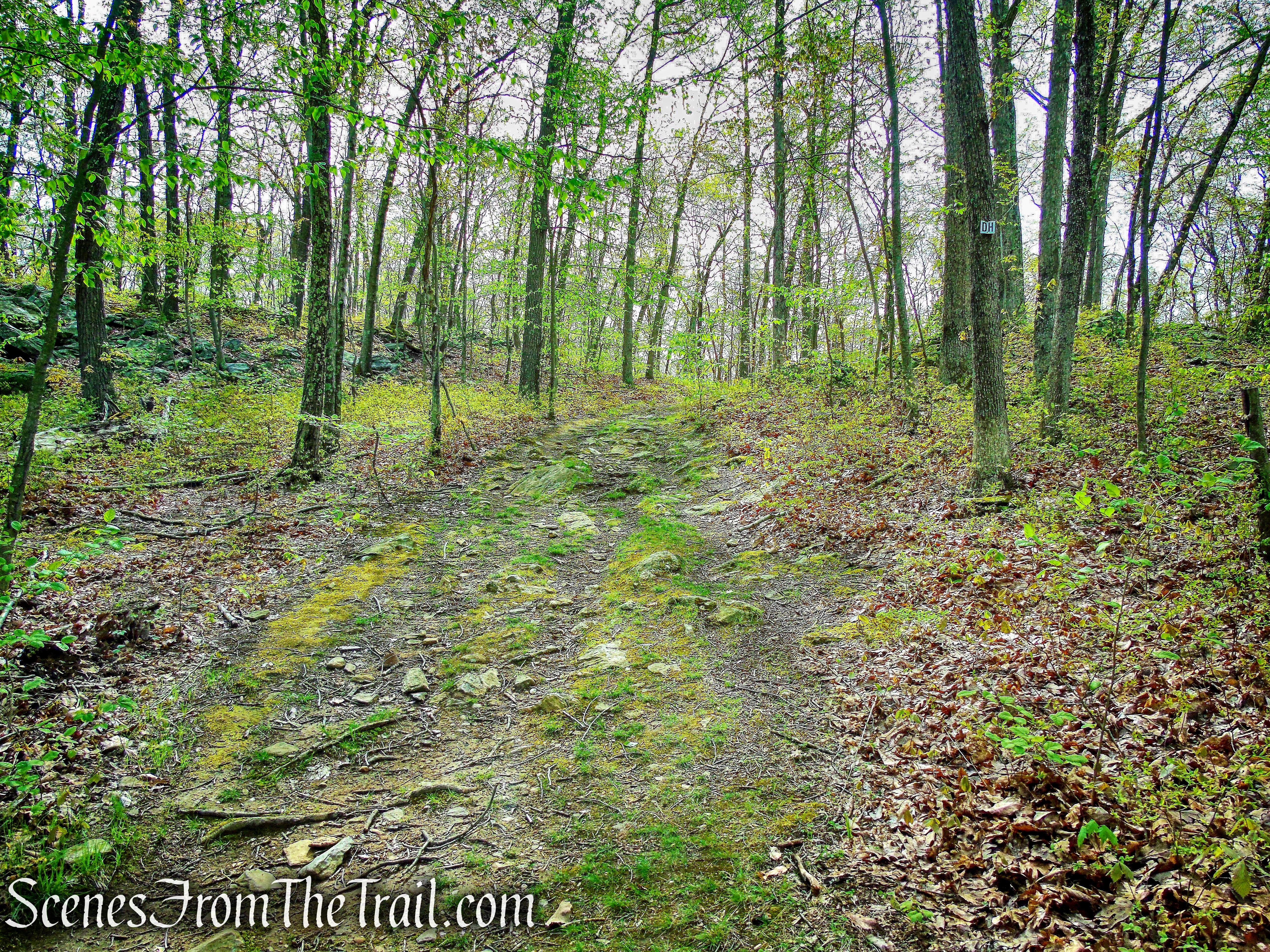 Deer Hollow Trail - Ward Pound Ridge Reservation