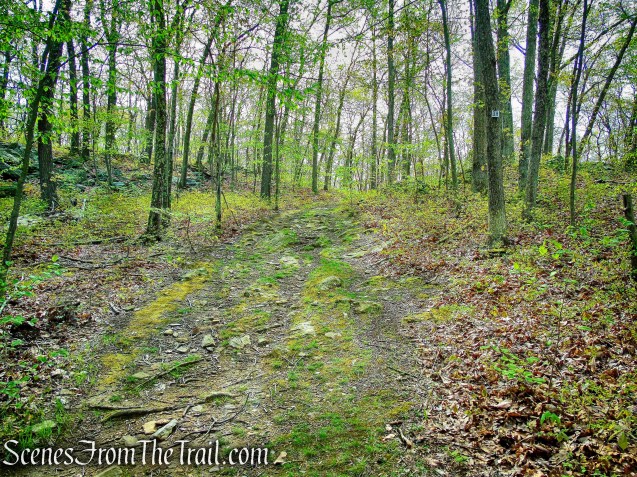 Deer Hollow Trail - Ward Pound Ridge Reservation