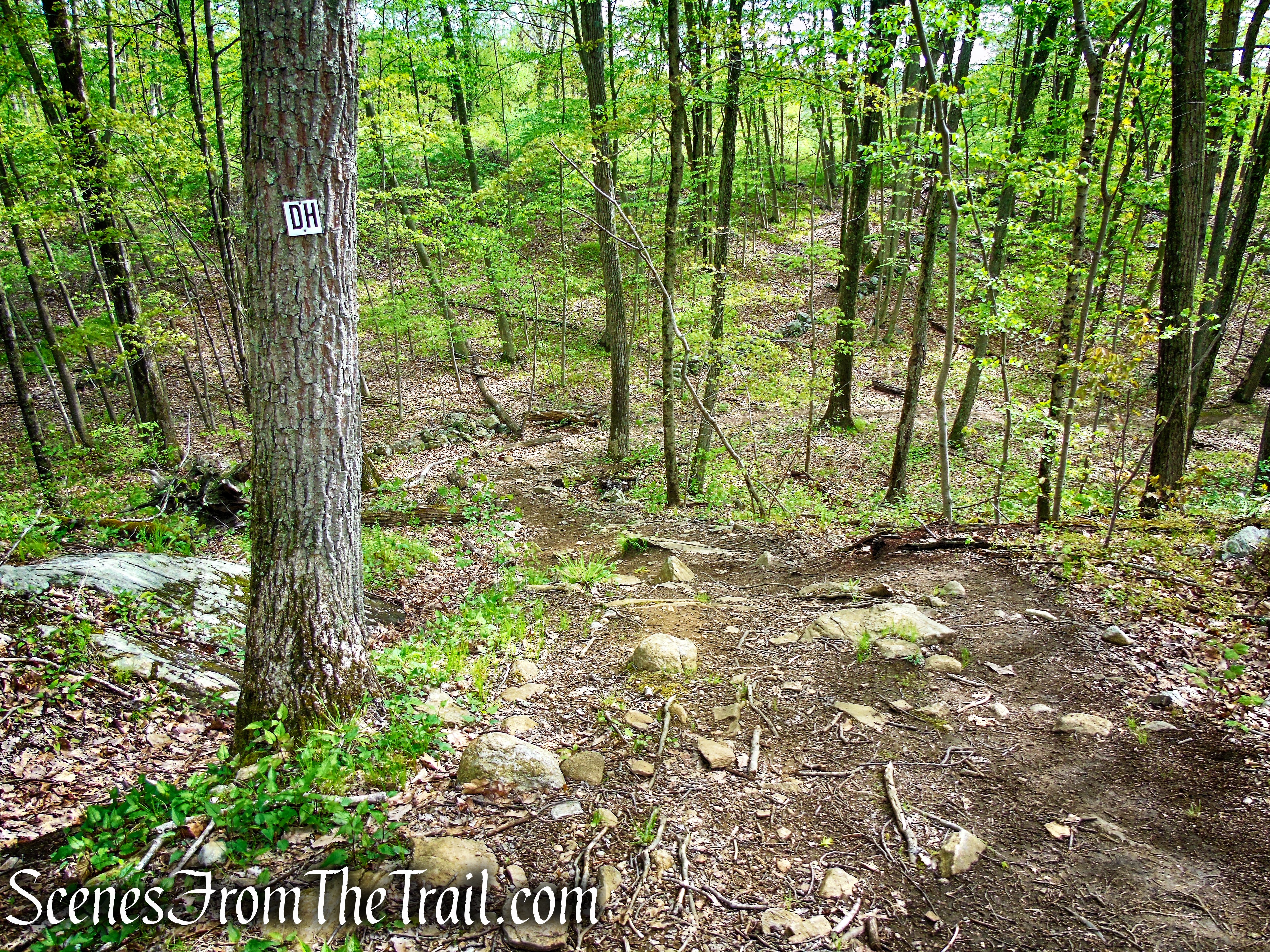 Deer Hollow Trail - Ward Pound Ridge Reservation