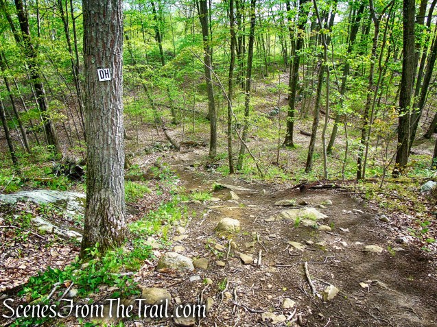 Deer Hollow Trail - Ward Pound Ridge Reservation