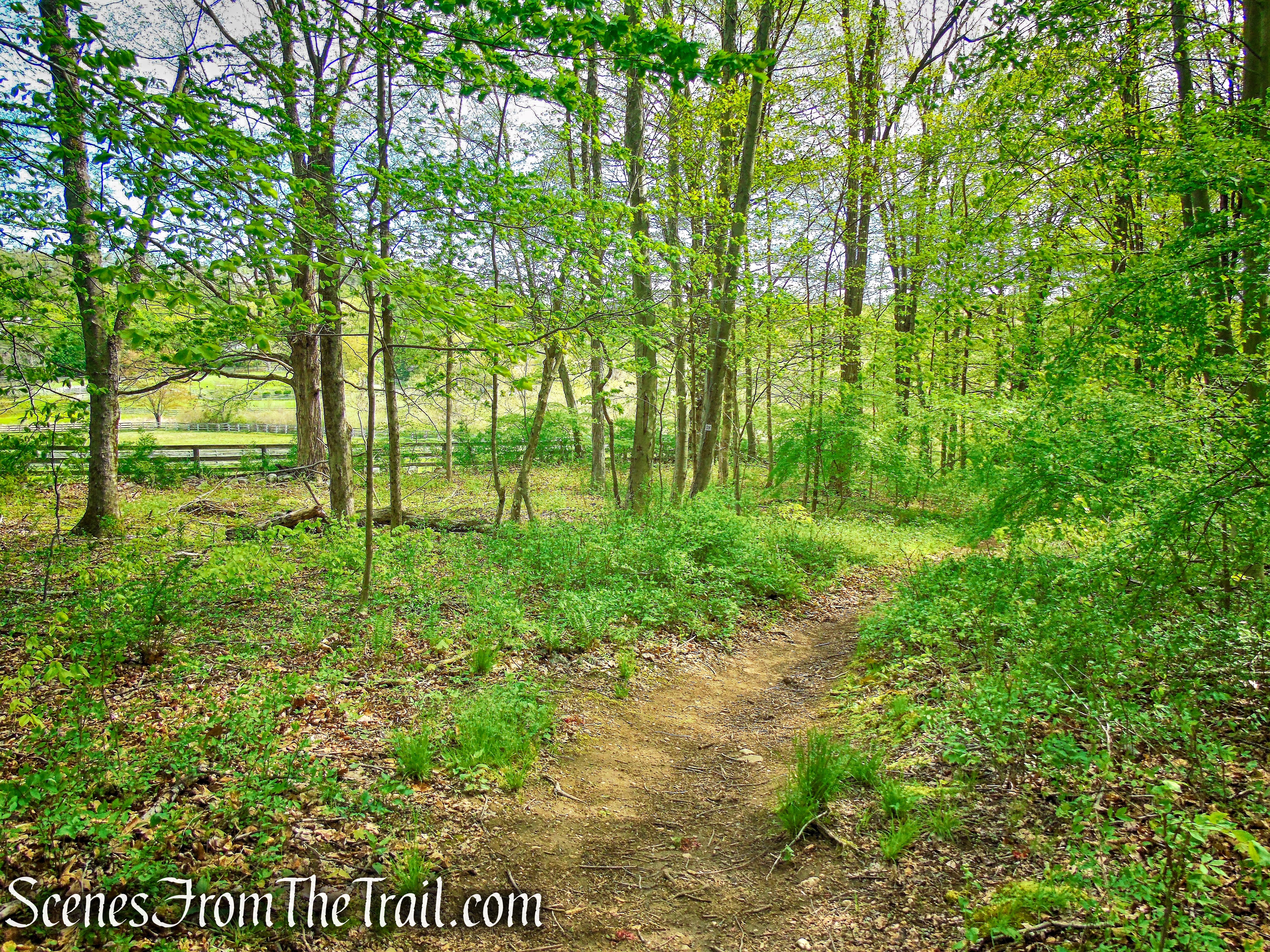 Deer Hollow Trail - Ward Pound Ridge Reservation