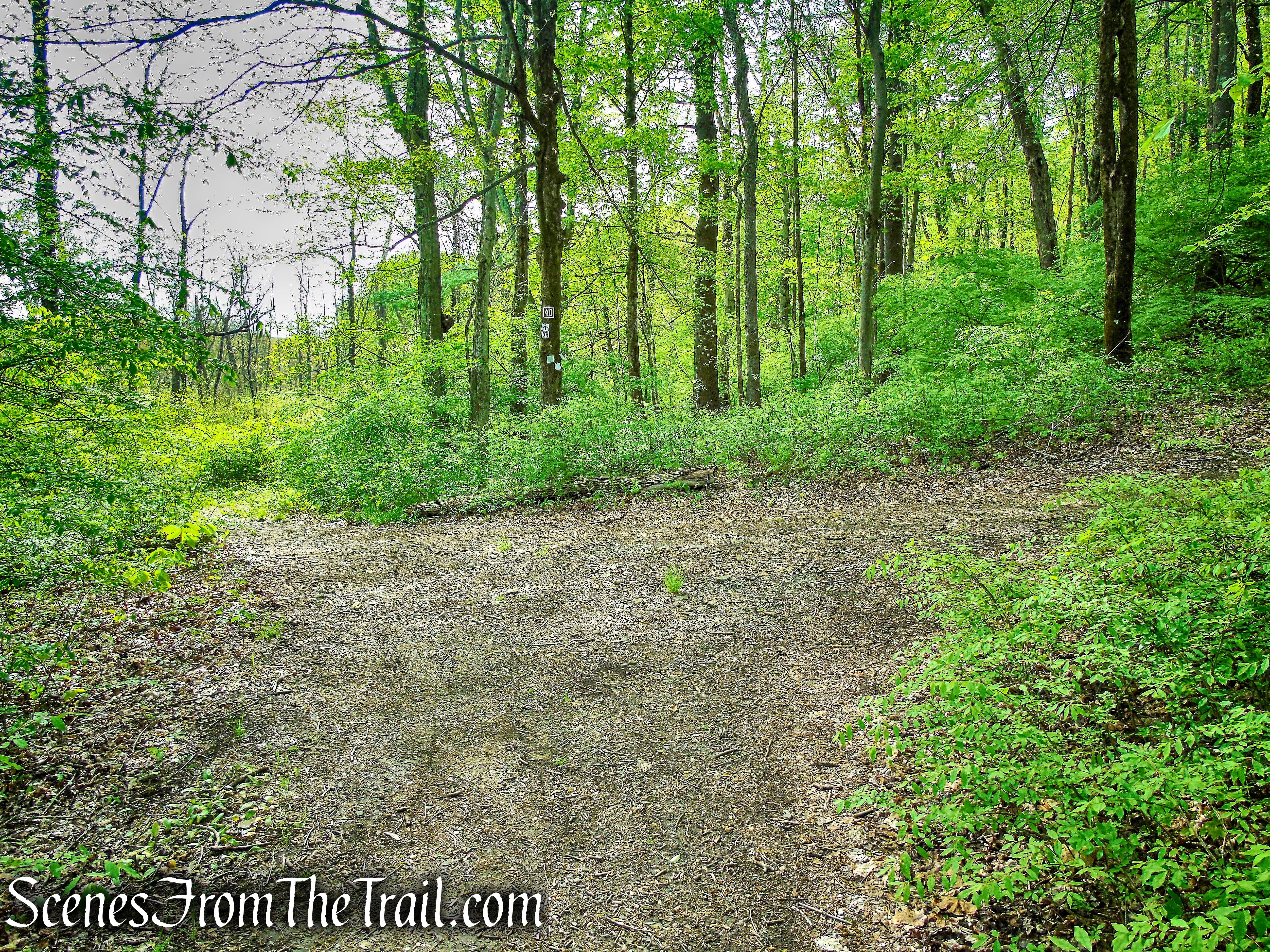 Deer Hollow Trail - Ward Pound Ridge Reservation