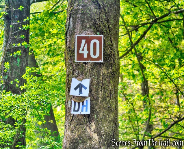 Deer Hollow Trail - Ward Pound Ridge Reservation