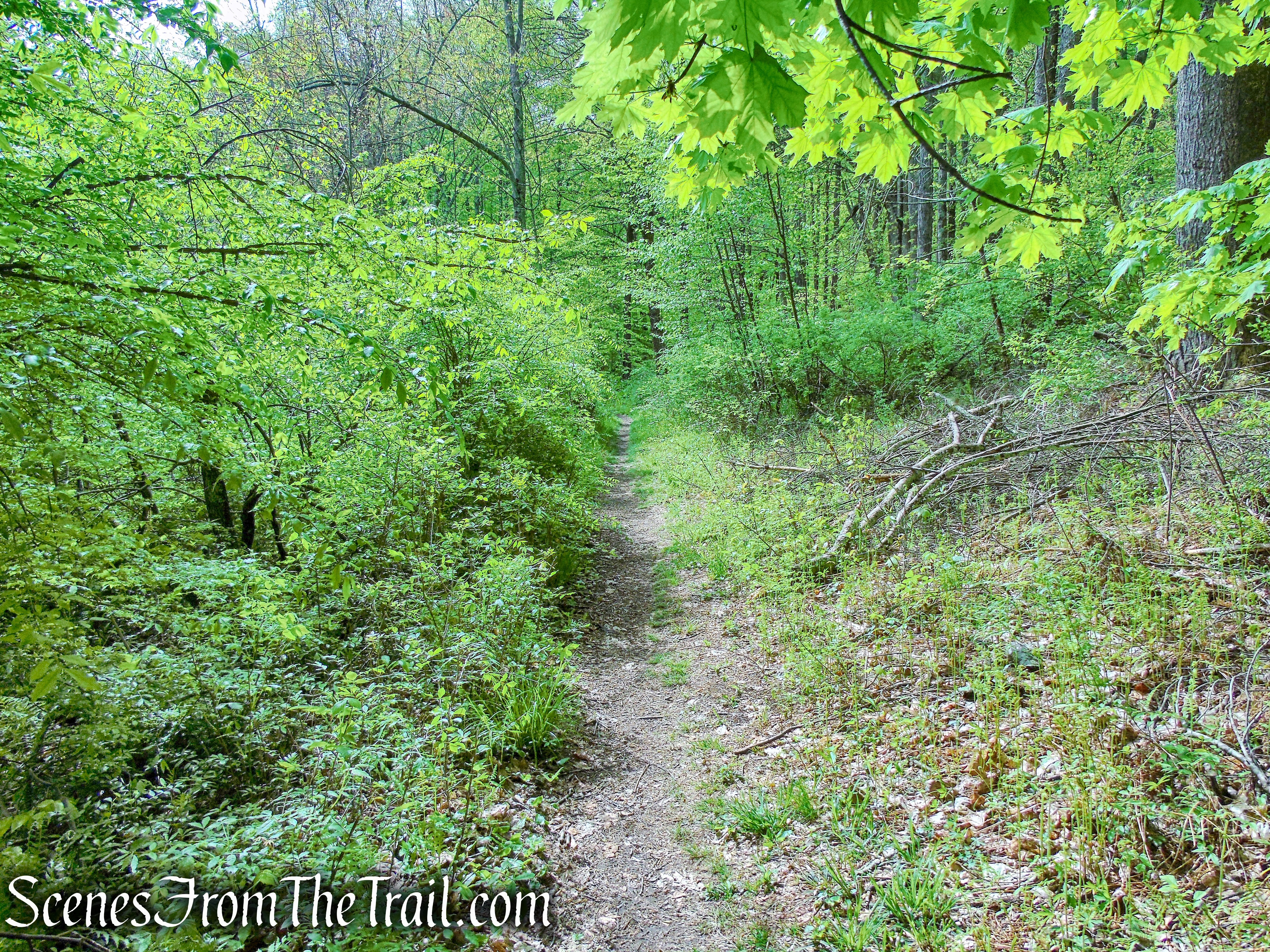 Deer Hollow Trail - Ward Pound Ridge Reservation