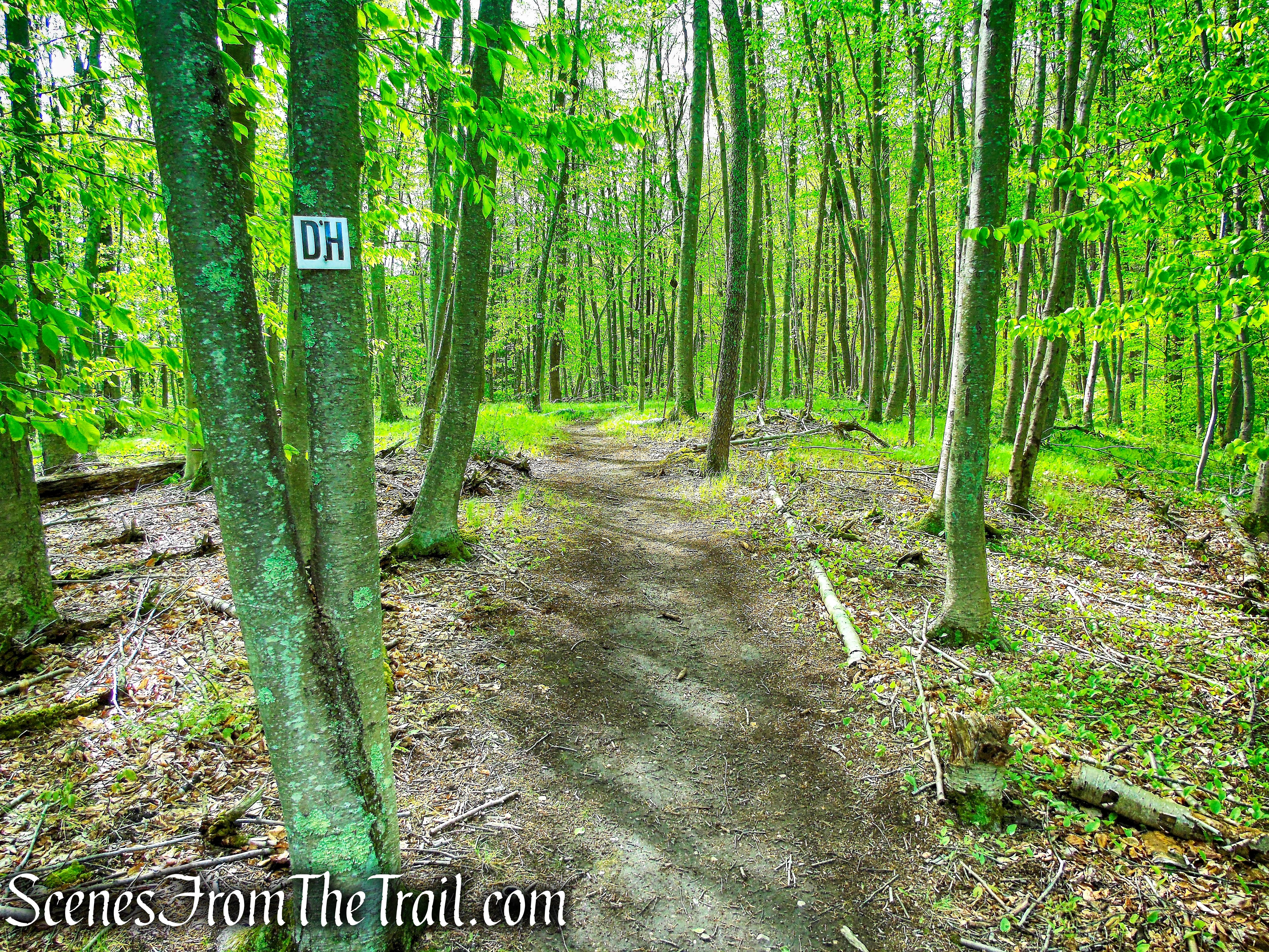 Deer Hollow Trail - Ward Pound Ridge Reservation