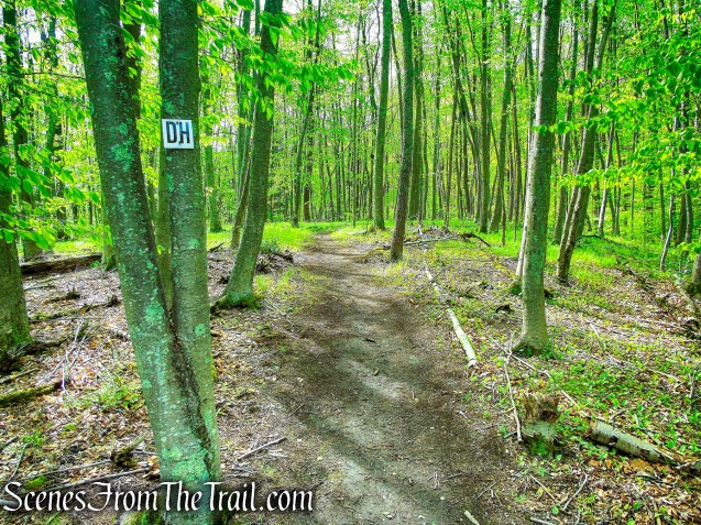 Deer Hollow Trail - Ward Pound Ridge Reservation