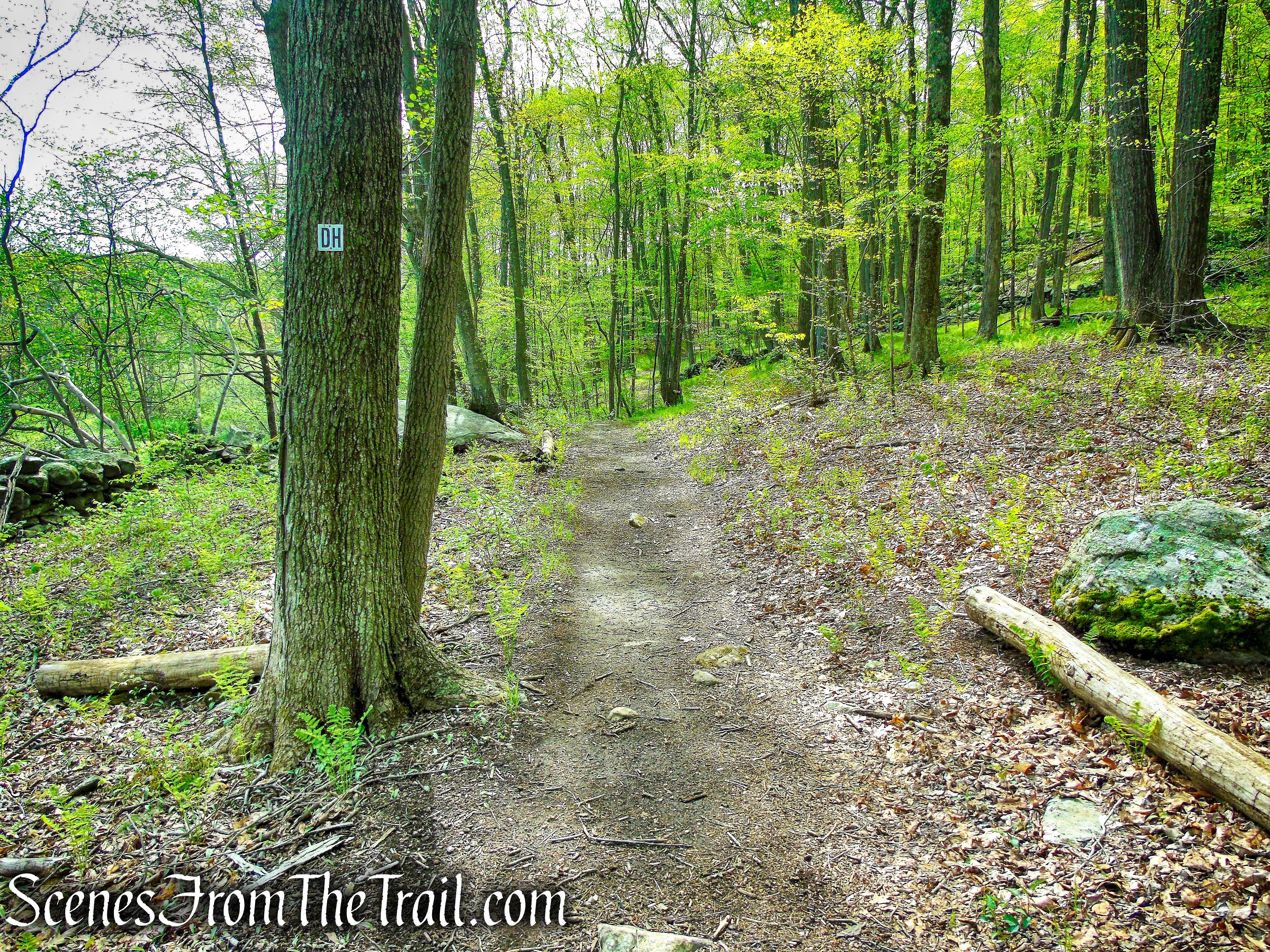 Deer Hollow Trail - Ward Pound Ridge Reservation