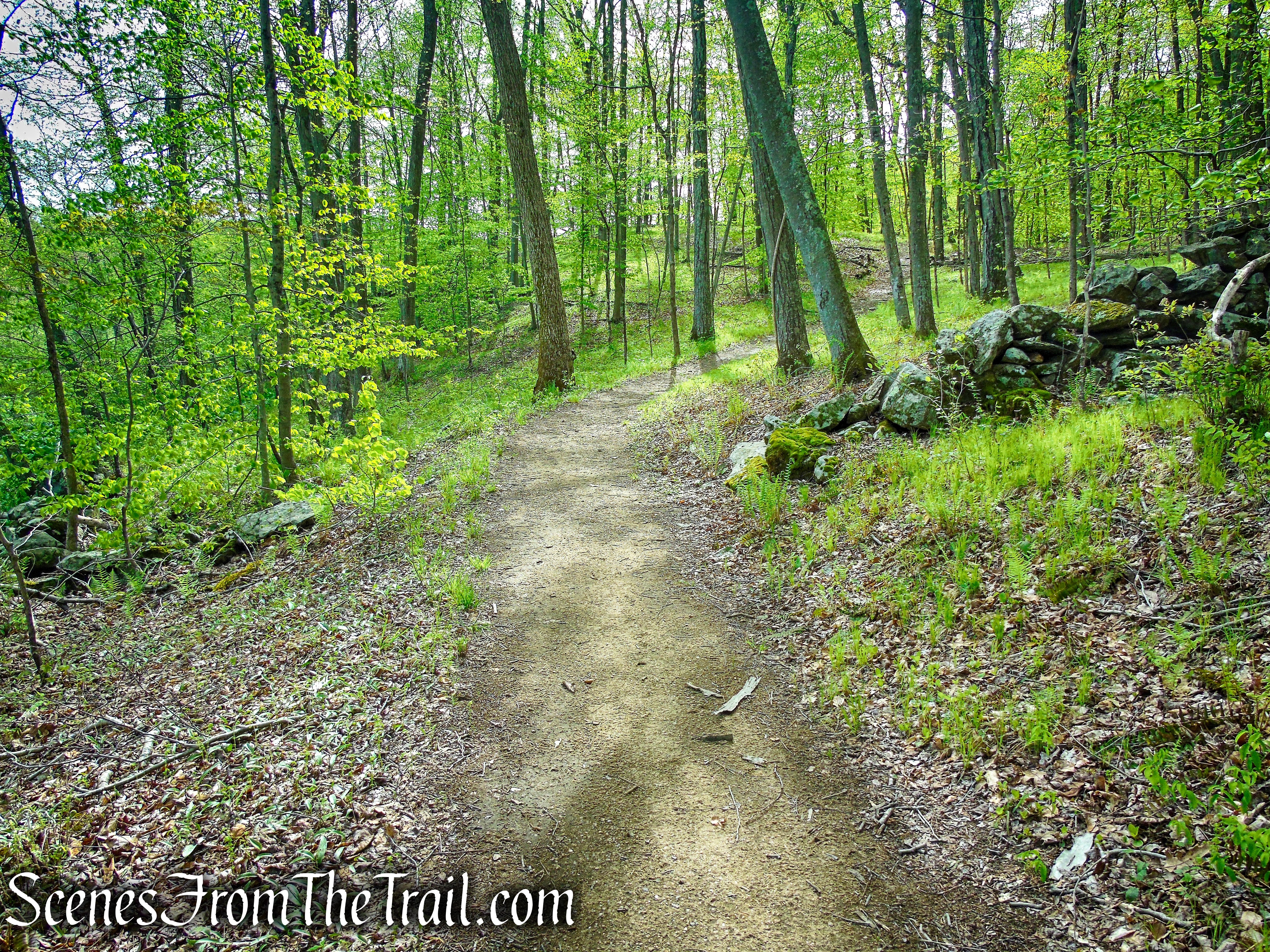 Deer Hollow Trail - Ward Pound Ridge Reservation