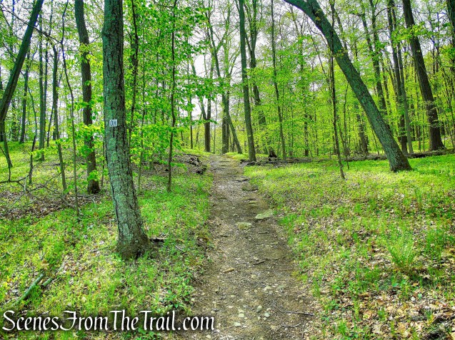 Deer Hollow Trail - Ward Pound Ridge Reservation