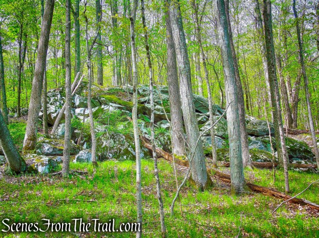 Deer Hollow Trail - Ward Pound Ridge Reservation