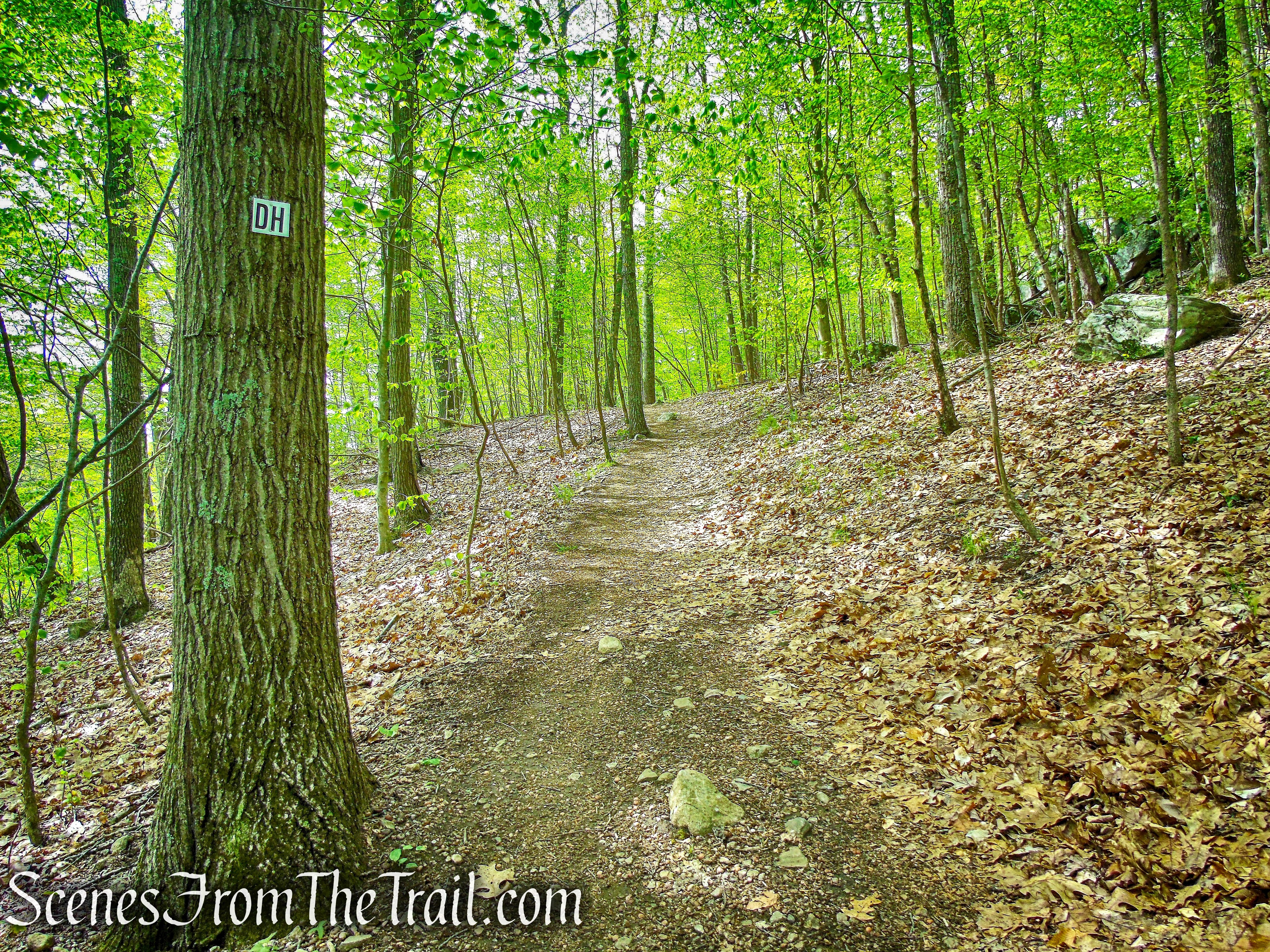 Deer Hollow Trail - Ward Pound Ridge Reservation