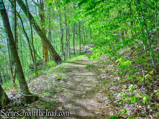 Deer Hollow Trail - Ward Pound Ridge Reservation