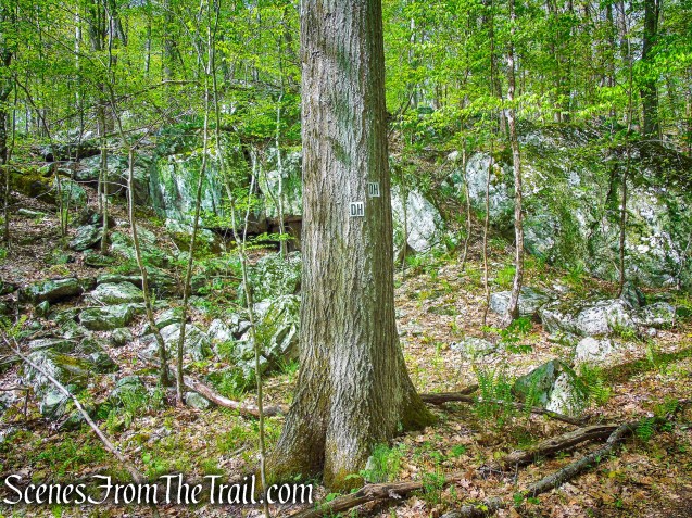 Deer Hollow Trail - Ward Pound Ridge Reservation