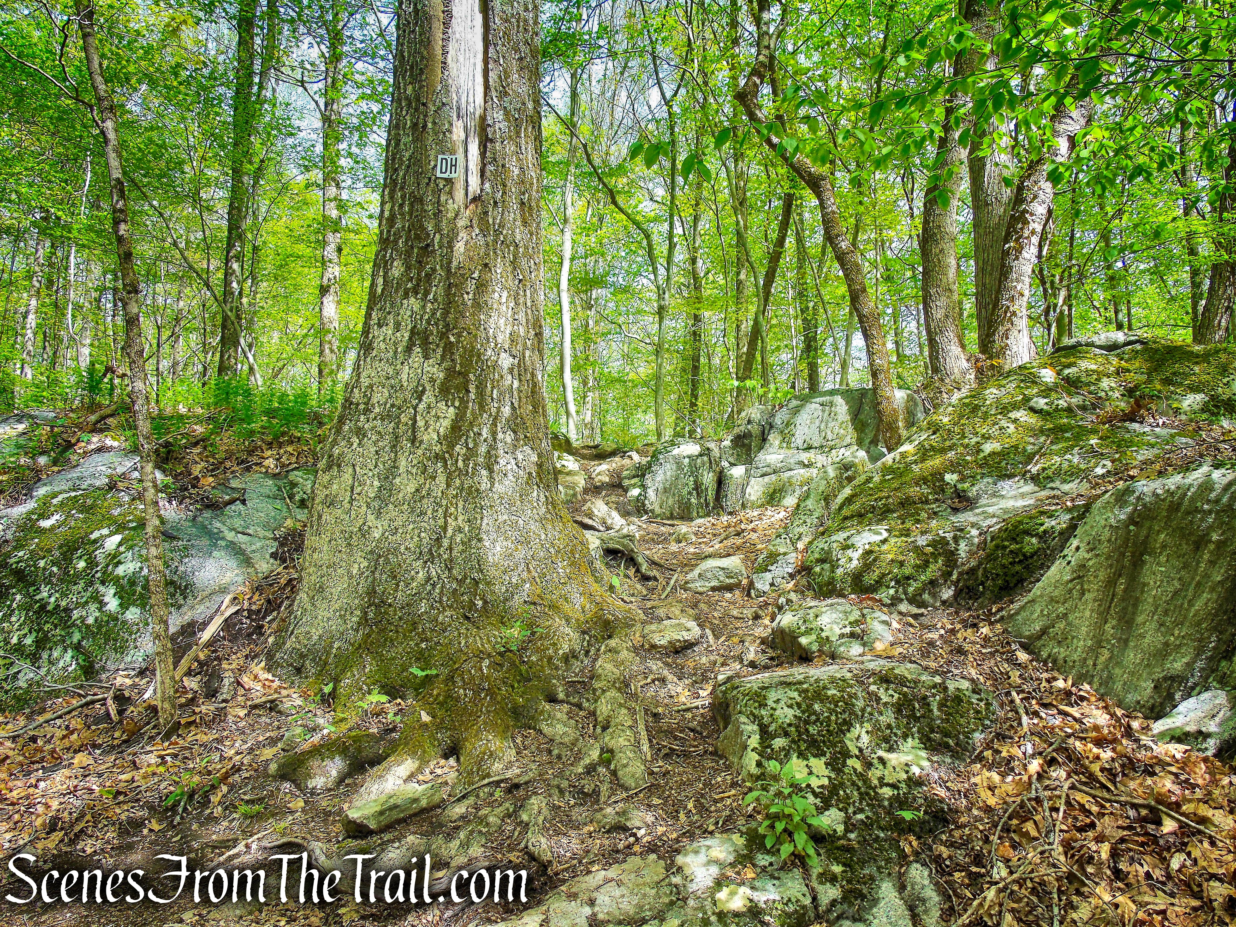 Deer Hollow Trail - Ward Pound Ridge Reservation
