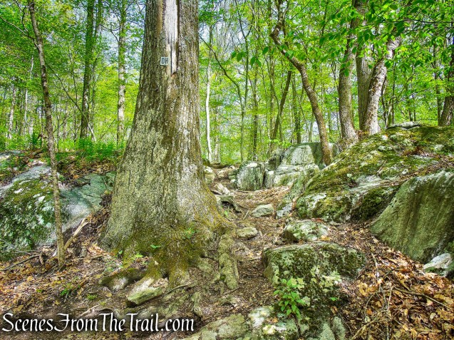 Deer Hollow Trail - Ward Pound Ridge Reservation