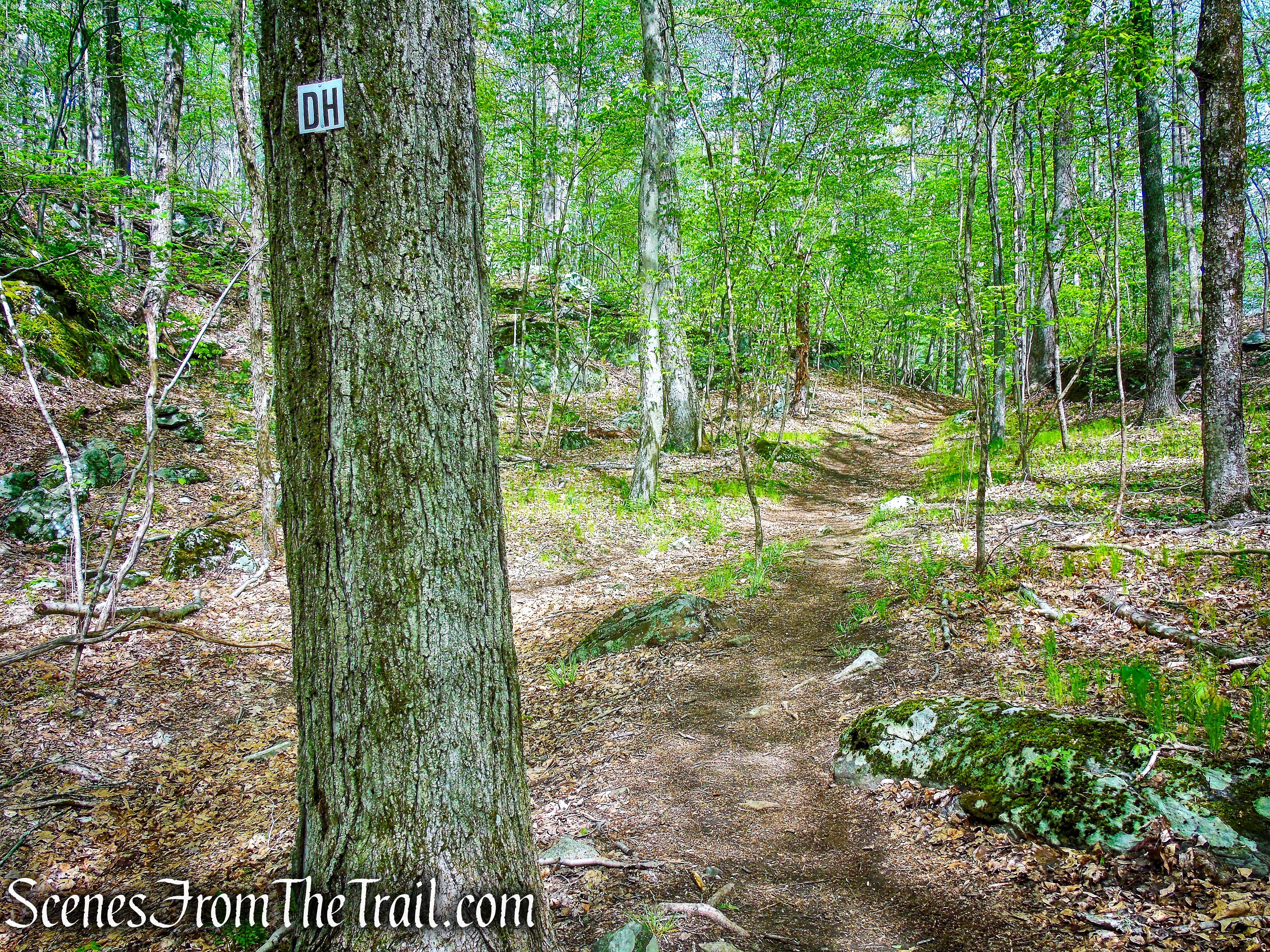 Deer Hollow Trail - Ward Pound Ridge Reservation