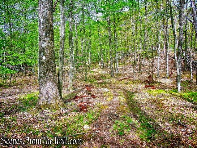 White Trail - Ward Pound Ridge Reservation