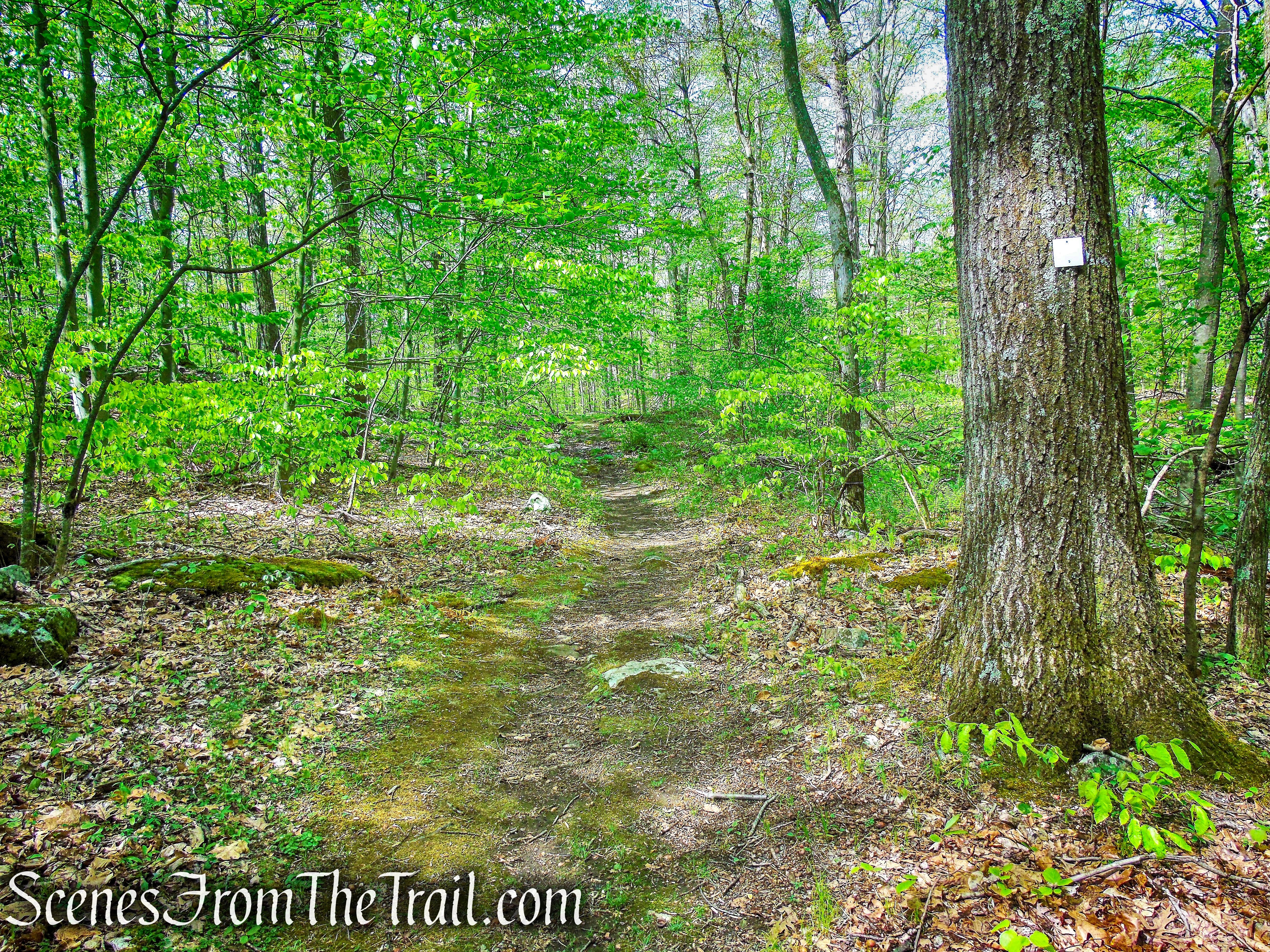 White Trail - Ward Pound Ridge Reservation