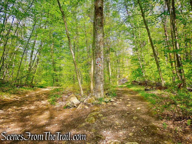 take left fork to remain on Brown Trail