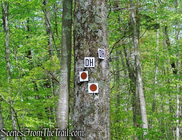 take left fork to remain on Brown Trail