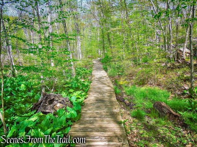 Brown Trail - Ward Pound Ridge Reservation