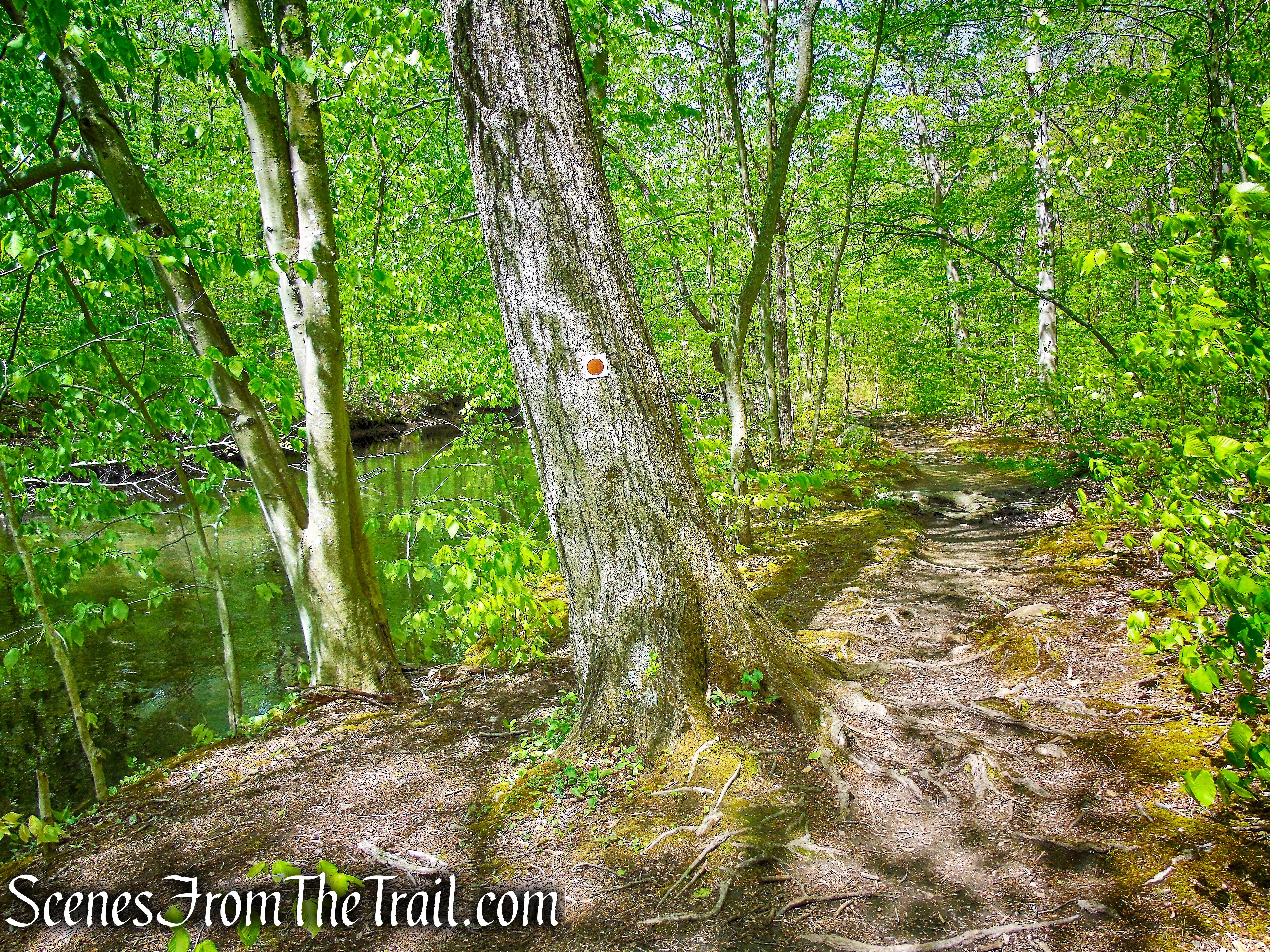 Brown Trail - Ward Pound Ridge Reservation
