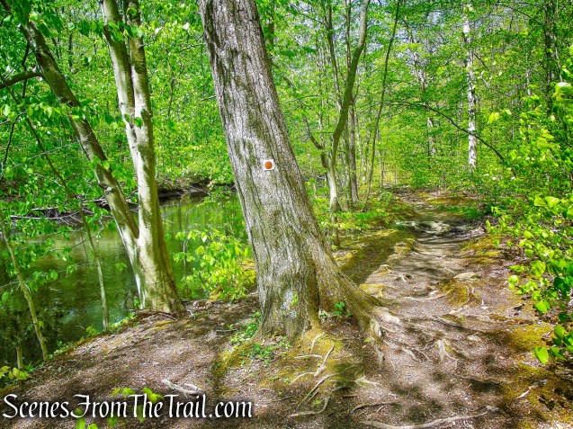Brown Trail - Ward Pound Ridge Reservation