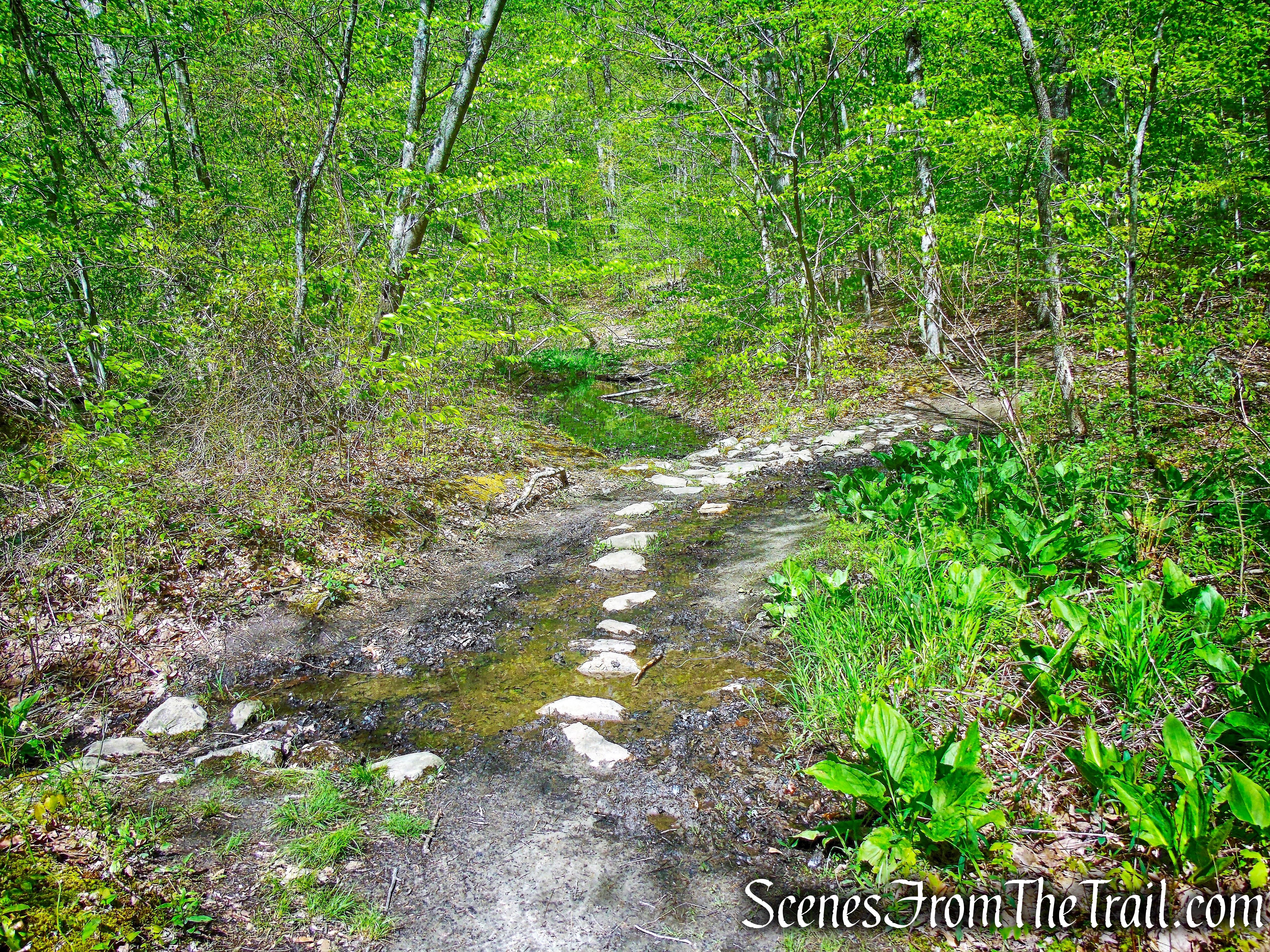 Brown Trail - Ward Pound Ridge Reservation