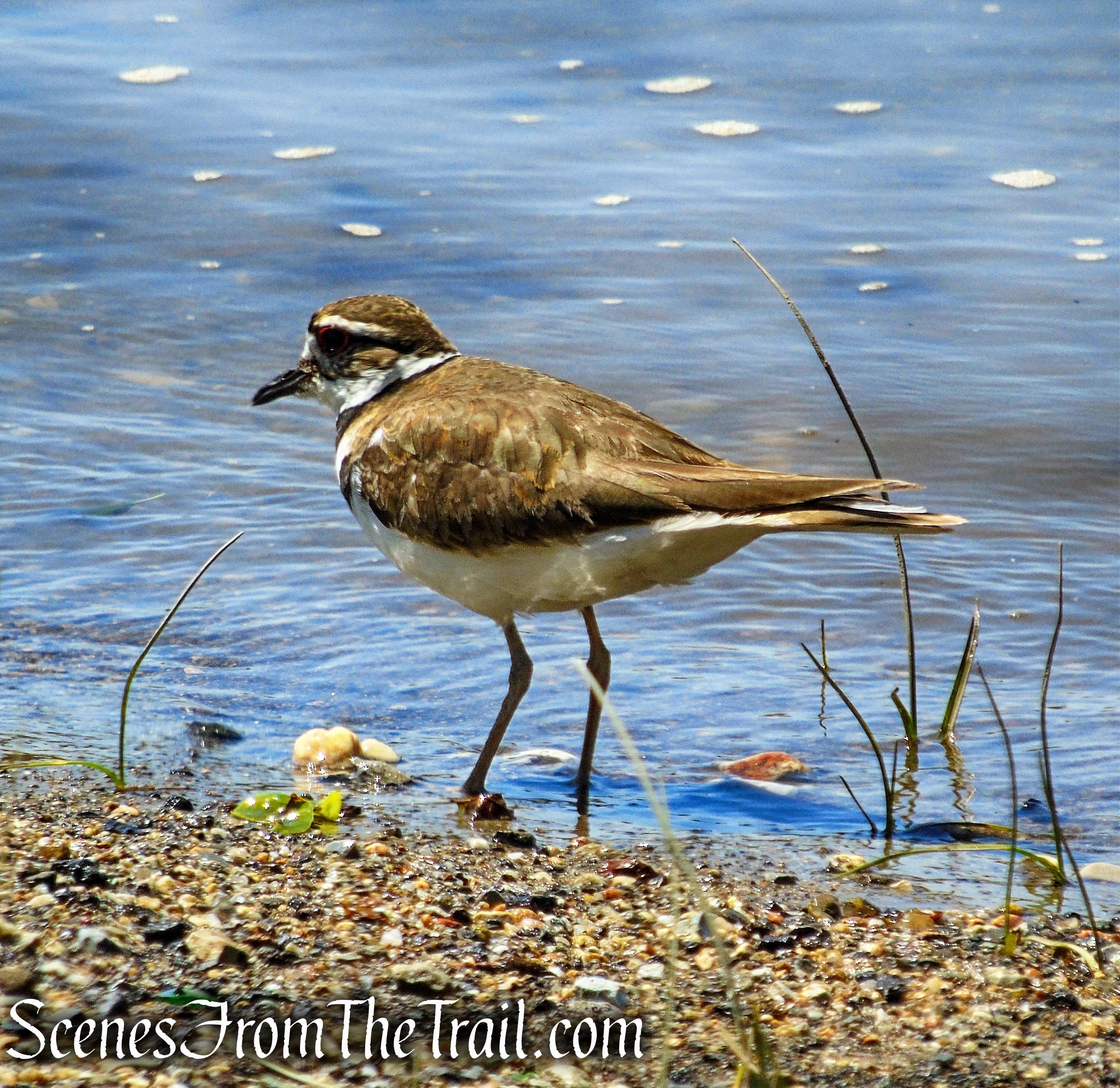 Killdeer - Croton Landing Park