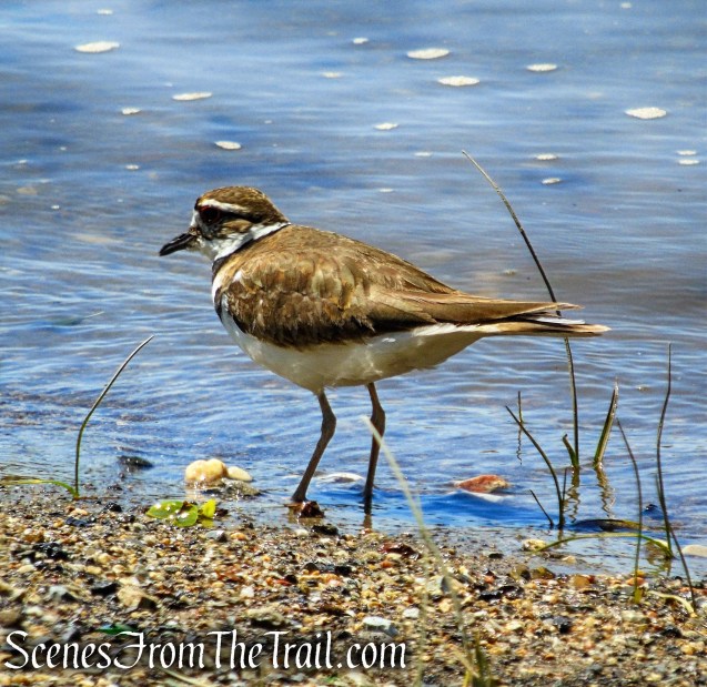 Killdeer - Croton Landing Park