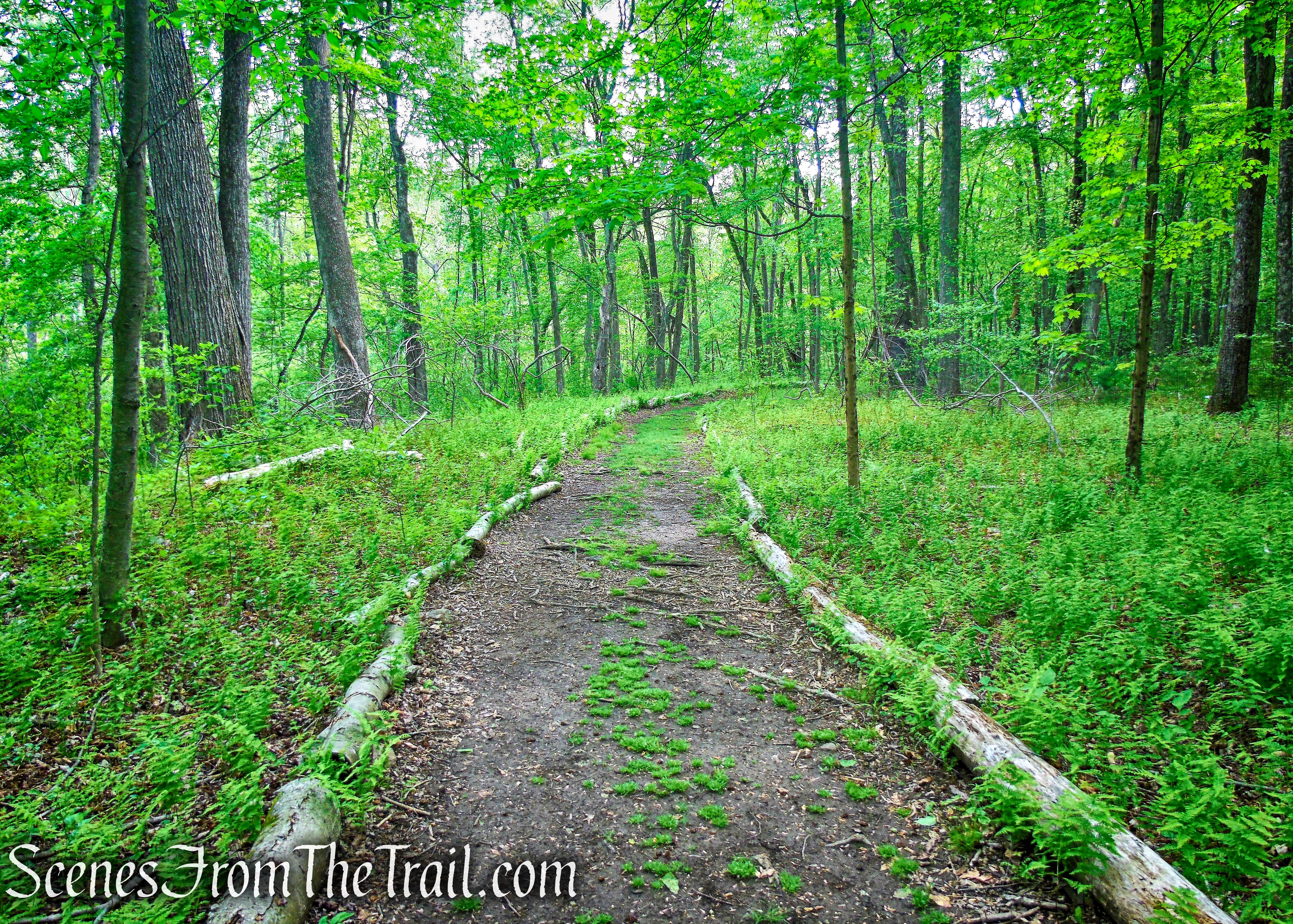 Westchester Wilderness Walk - Zofnass Family Preserve