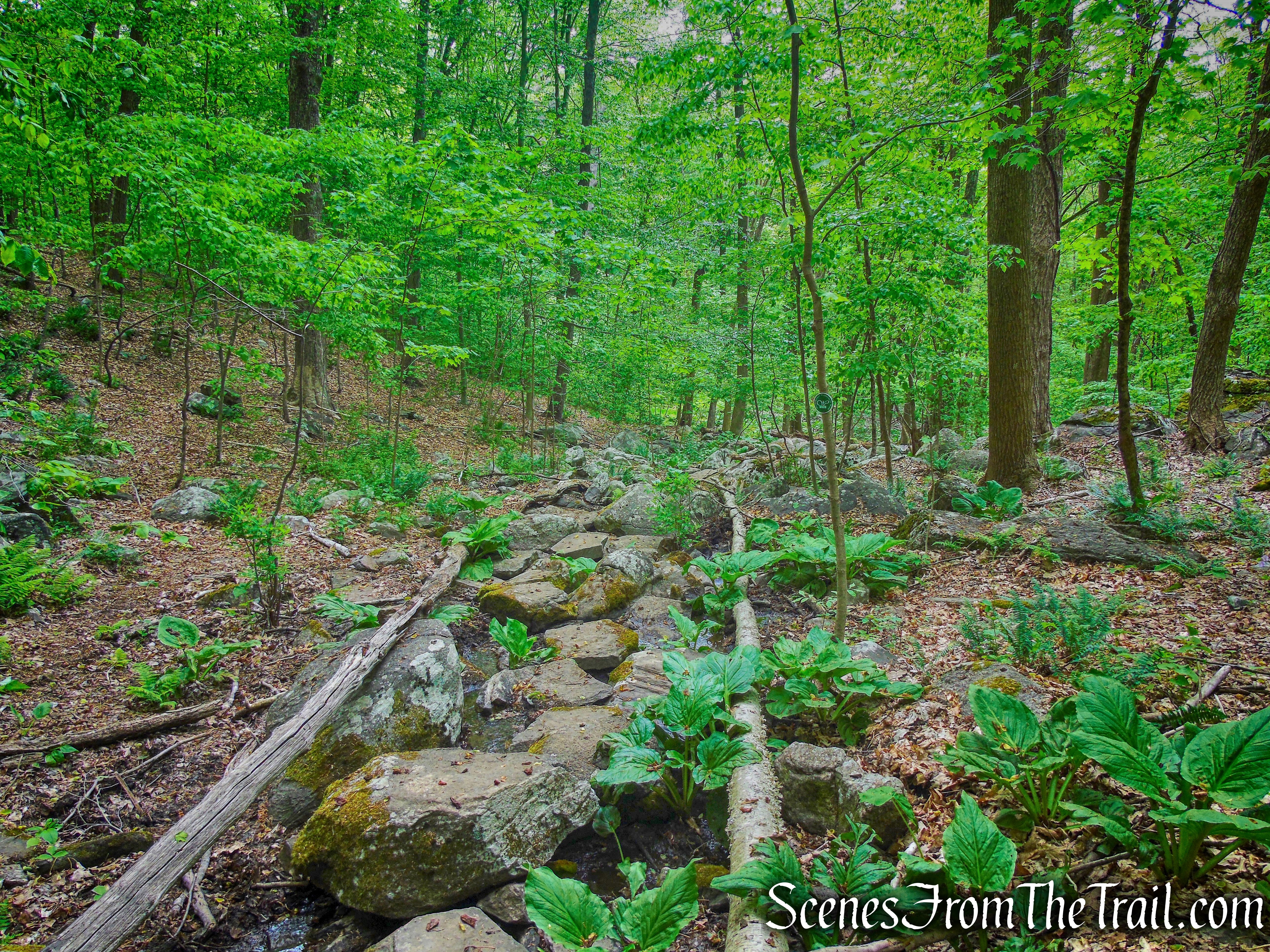 Streambed Steps - Southern Loop