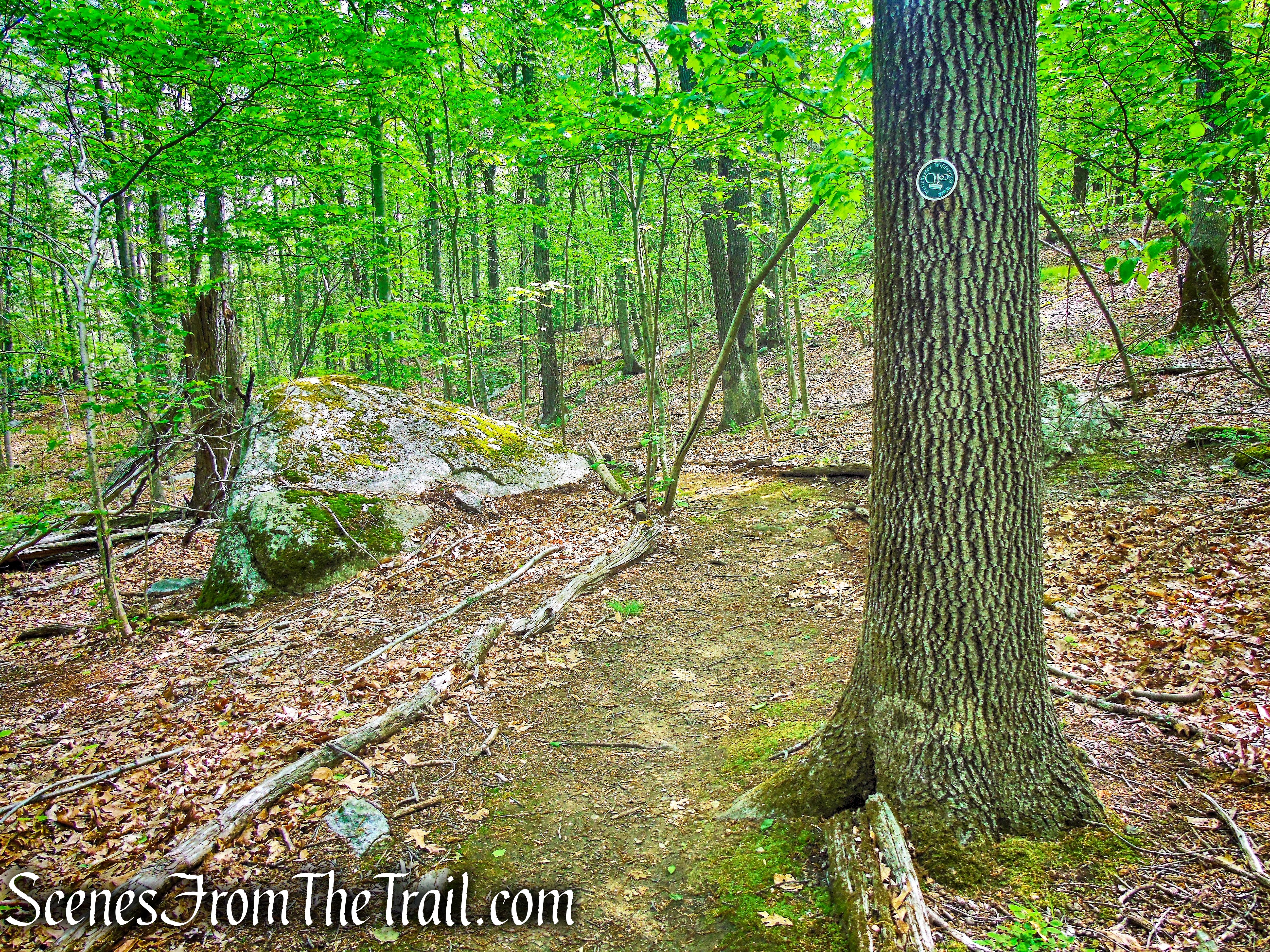 Central Roundabout - Westchester Wilderness Walk