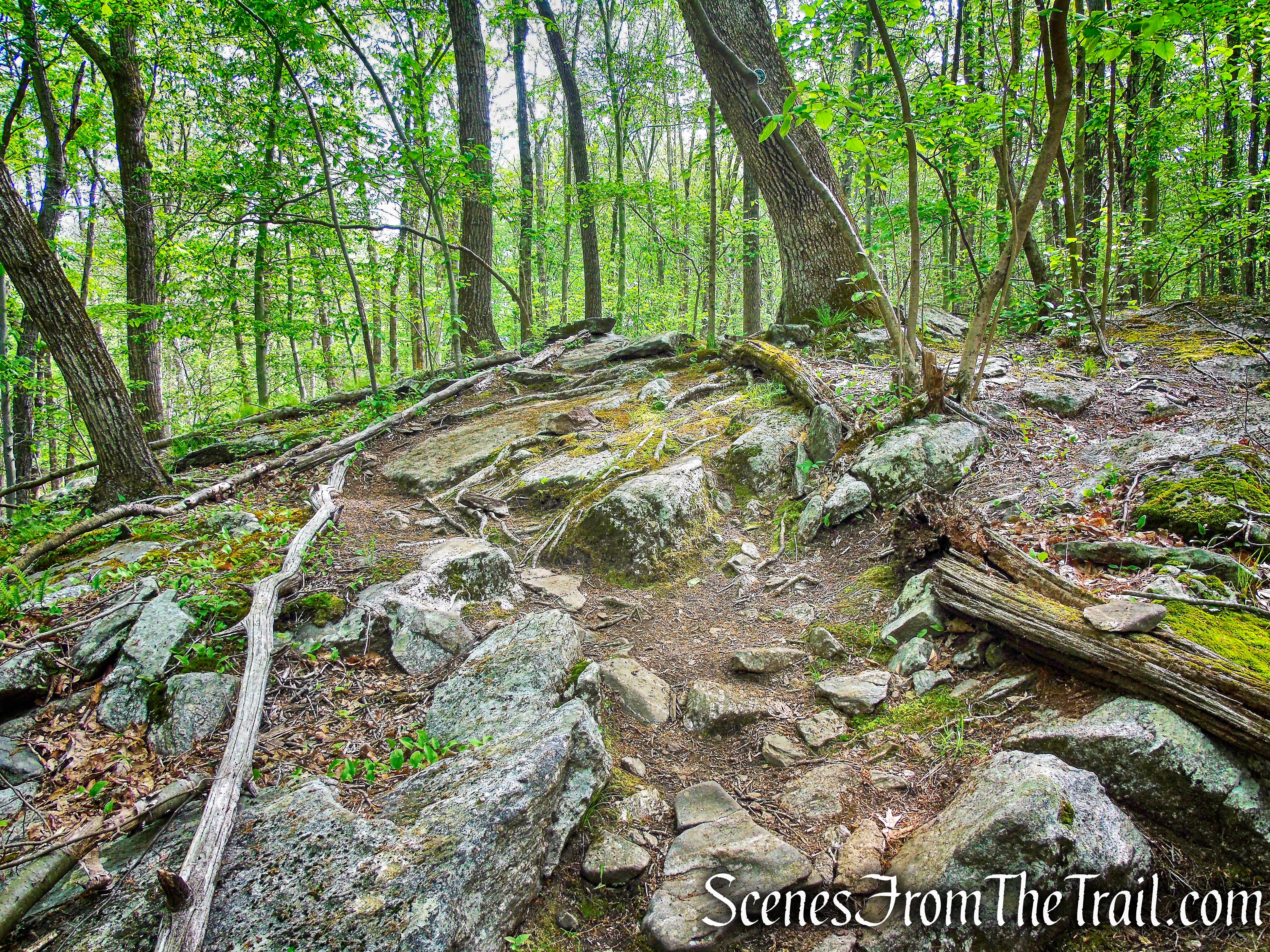 Central Roundabout - Westchester Wilderness Walk