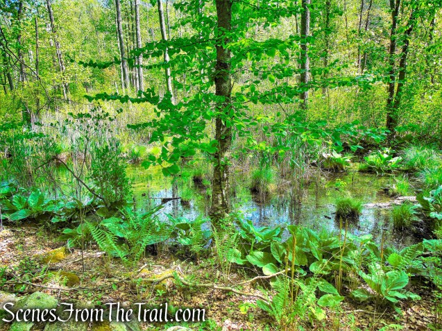 wetland - Eastern Loop
