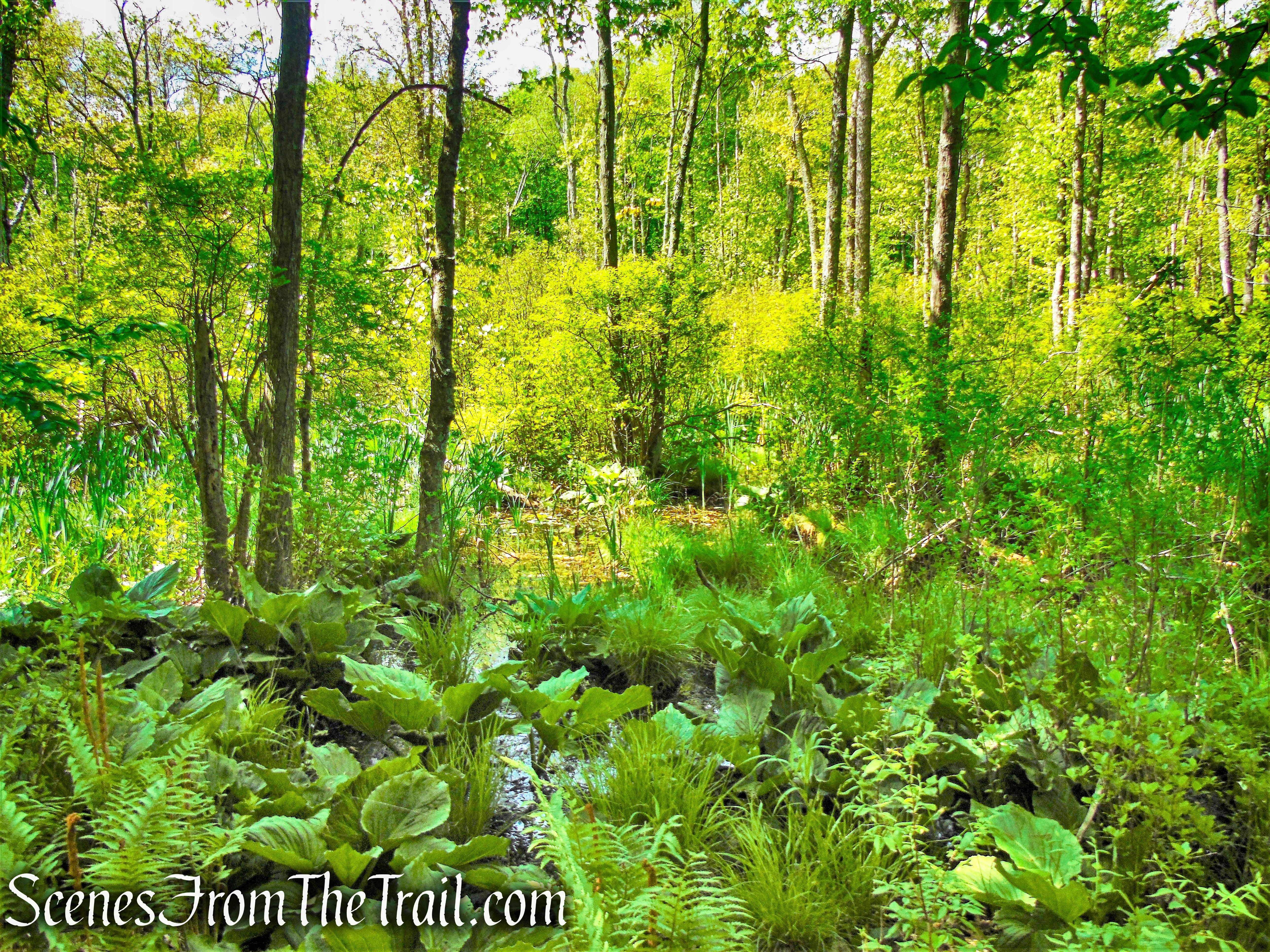 wetland - Eastern Loop