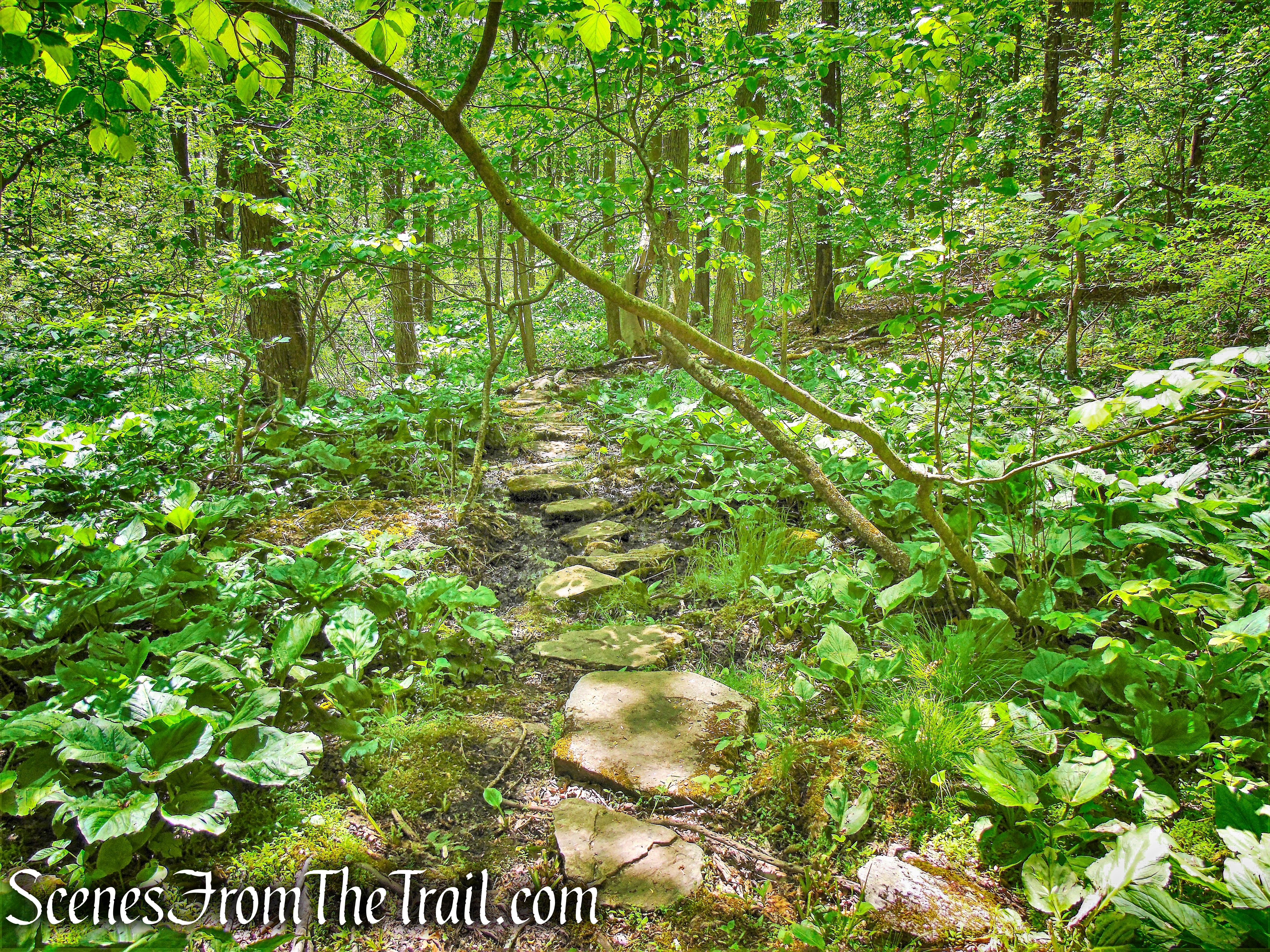 Southern Loop - Westchester Wilderness Walk