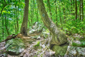 Southern Loop - Westchester Wilderness Walk