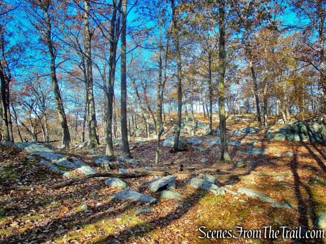 bushwack - Pine Swamp Mountain