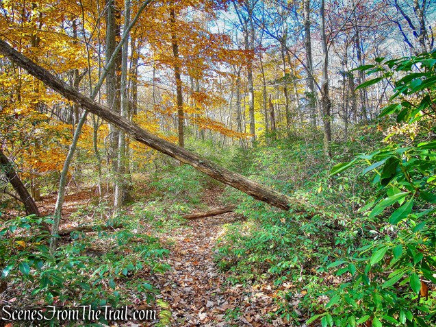 woods road - Rockhouse Mountain