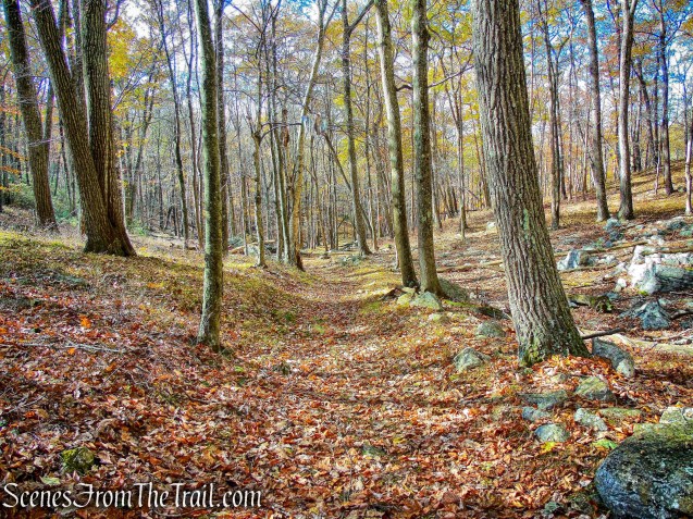 woods road - Rockhouse Mountain