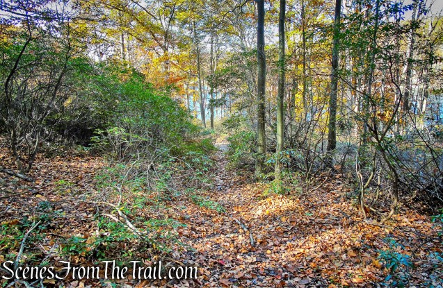 woods road - Rockhouse Mountain