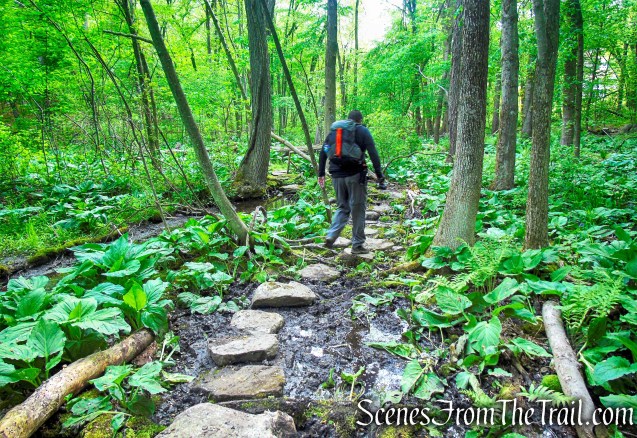 Westchester Wilderness Walk – Zofnass Family Preserve