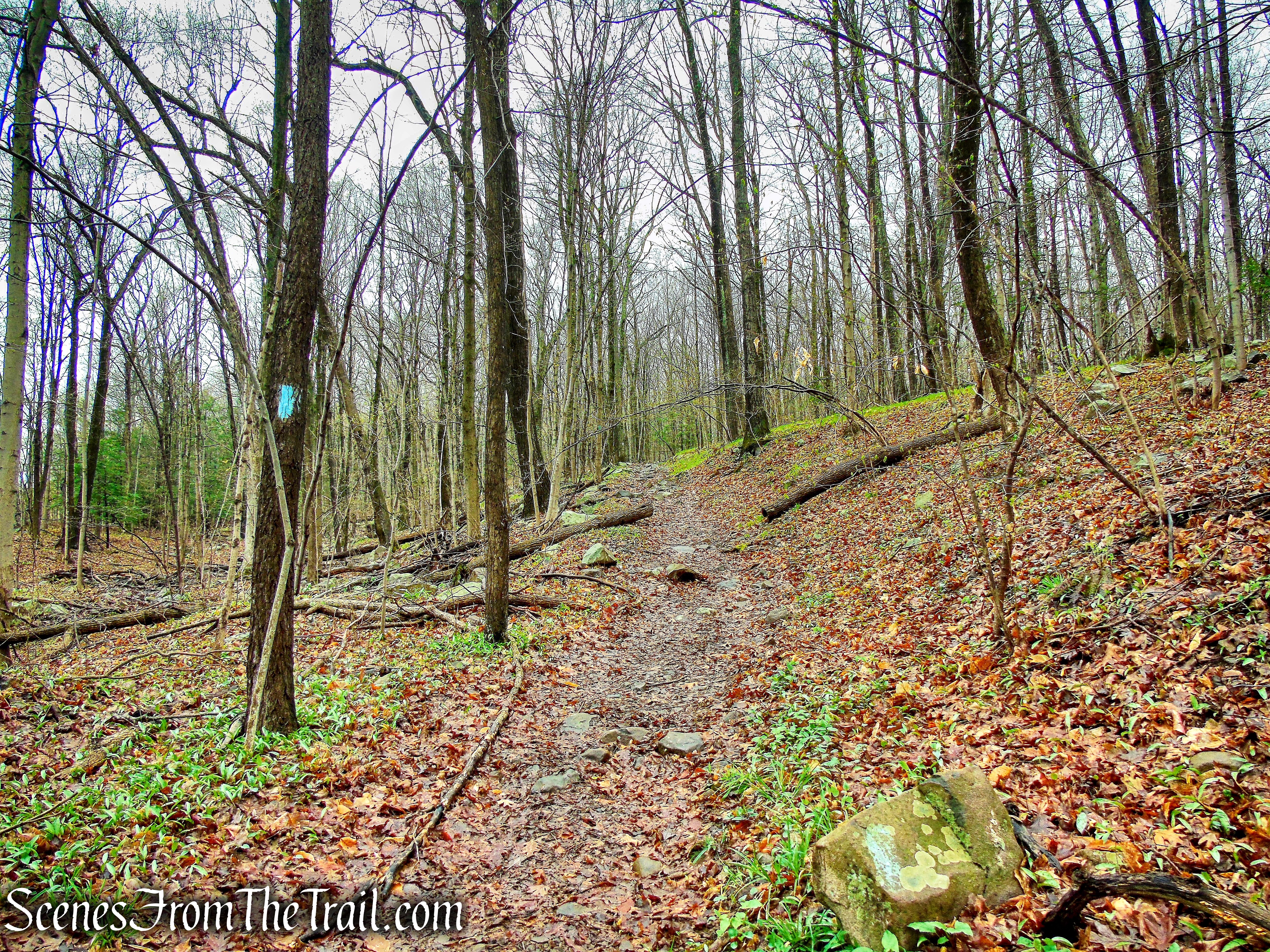 Metacomet Trail - South Mountain