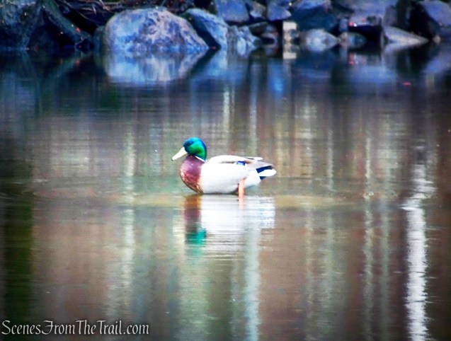 Elmere Reservoir - South Mountain