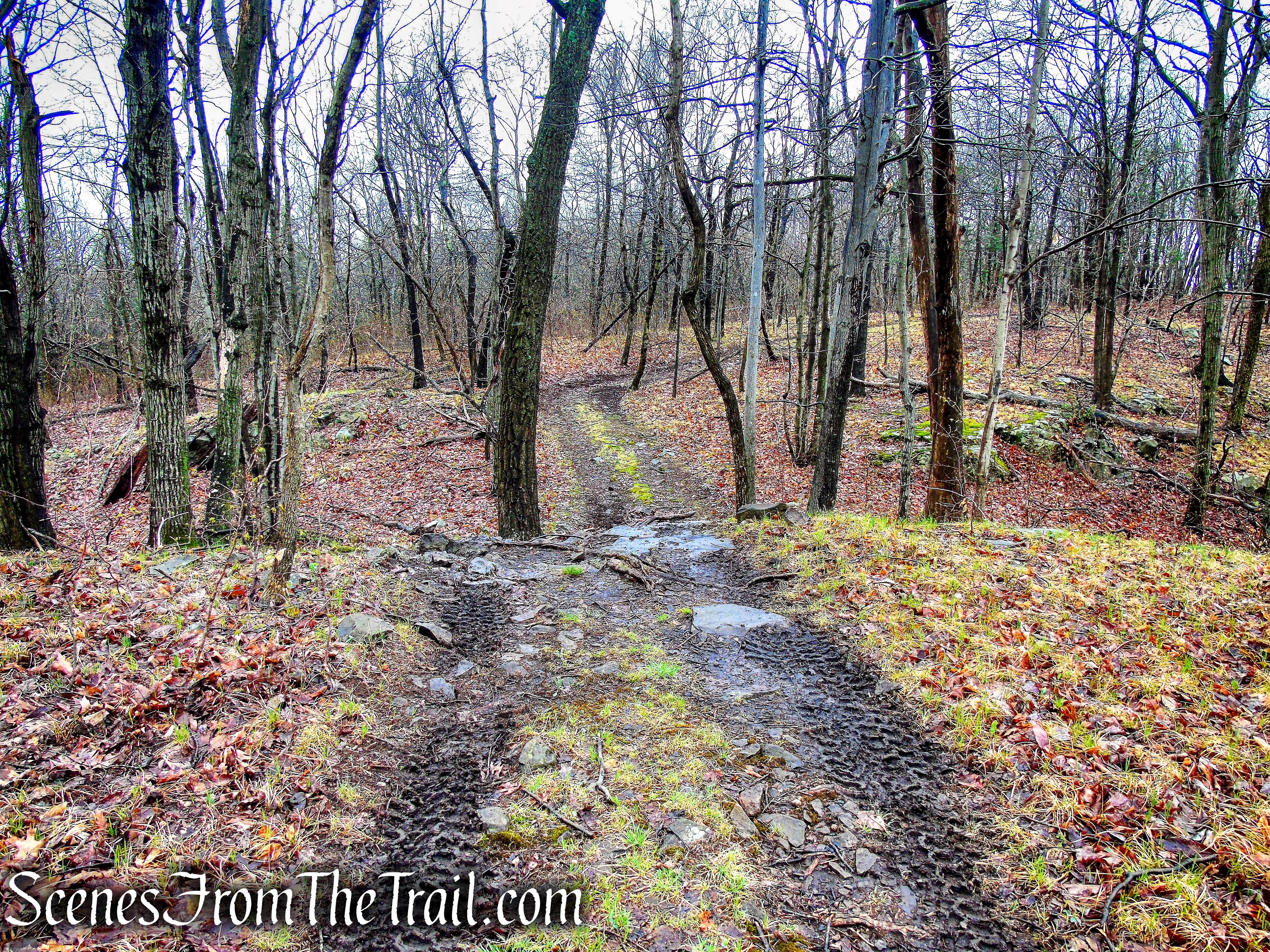 Red Trail - South Mountain