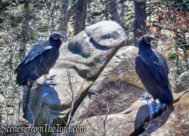 Quinnipiac Trail – Sleeping Giant State Park