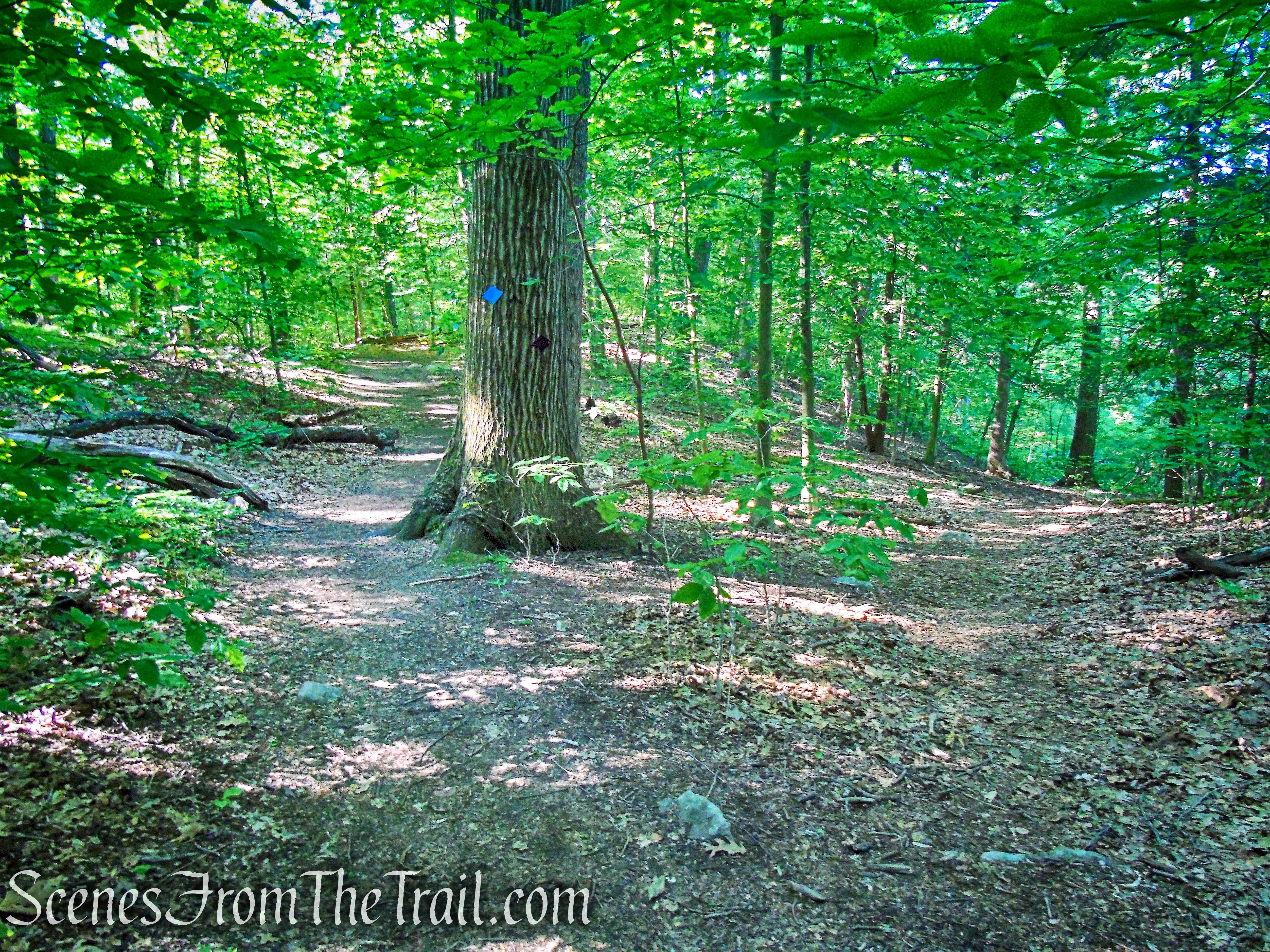 turn right on Purple Trail