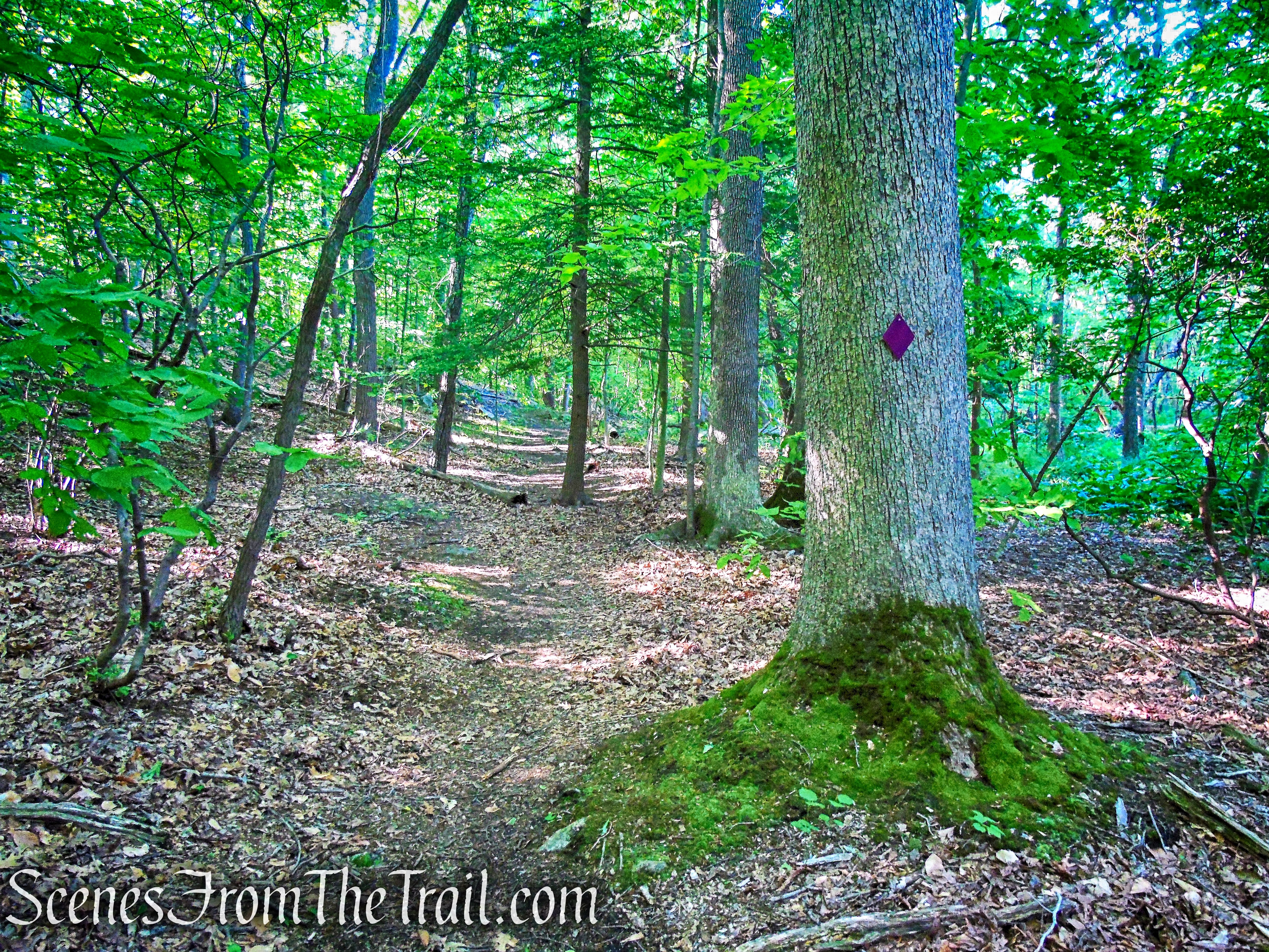 Purple Trail - Whippoorwill Park