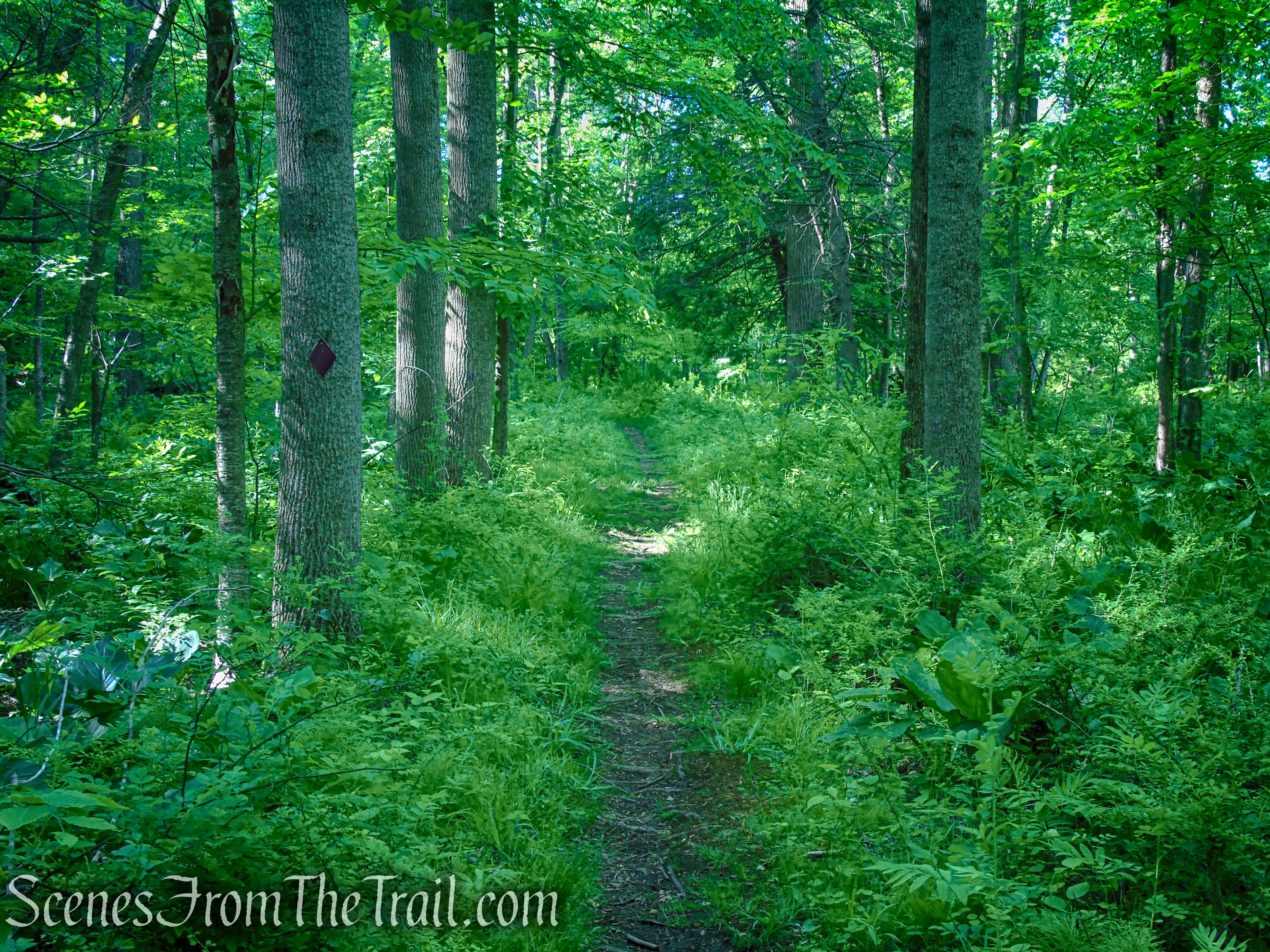 Purple Trail - Whippoorwill Park